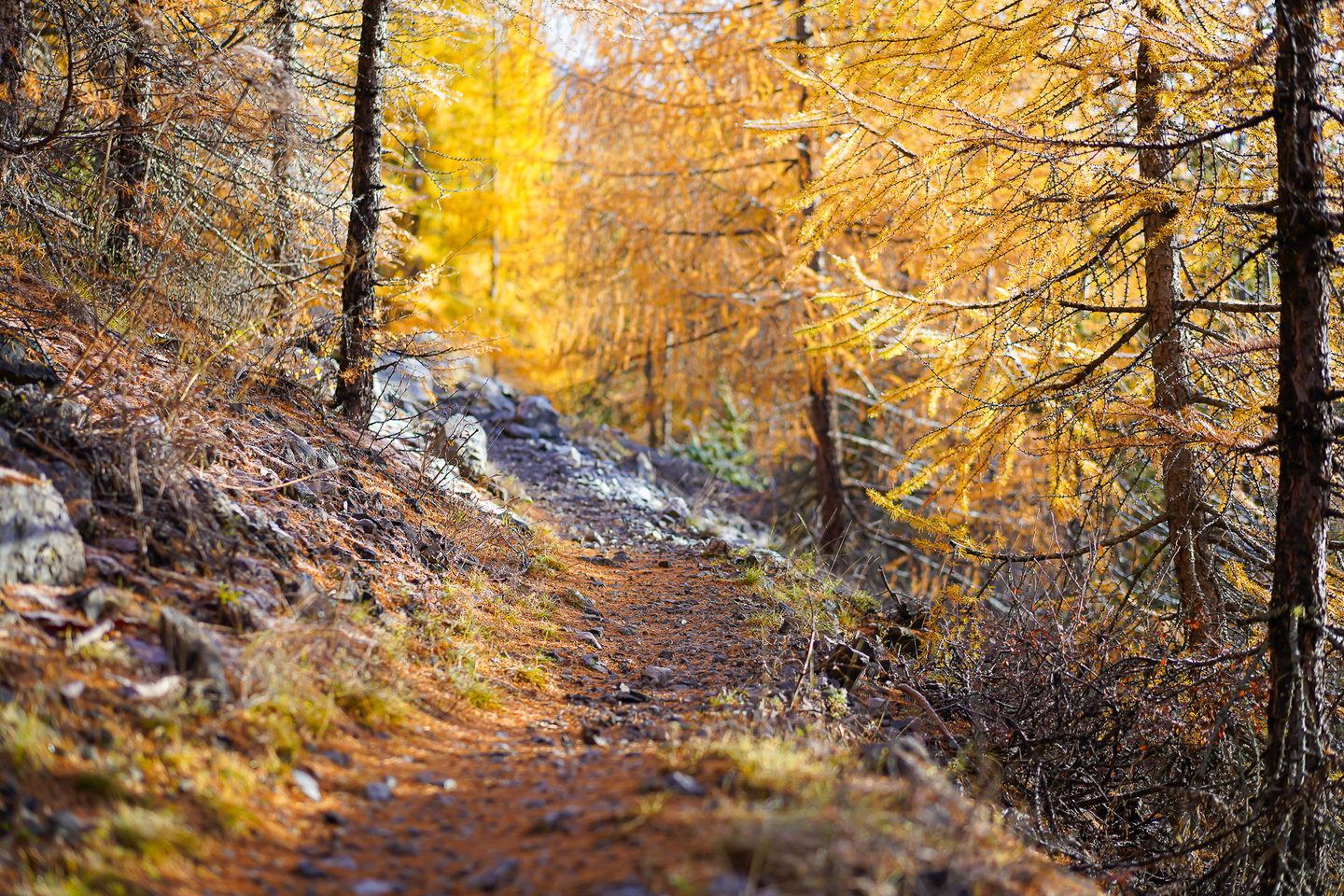 couleurs d'automne à Névache, vallée de la Clarée, hautes alpes, sandy berthaud photographie