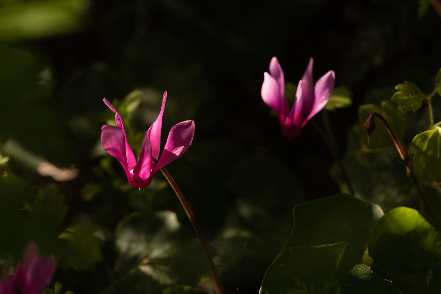 cyclamens au macro en corse