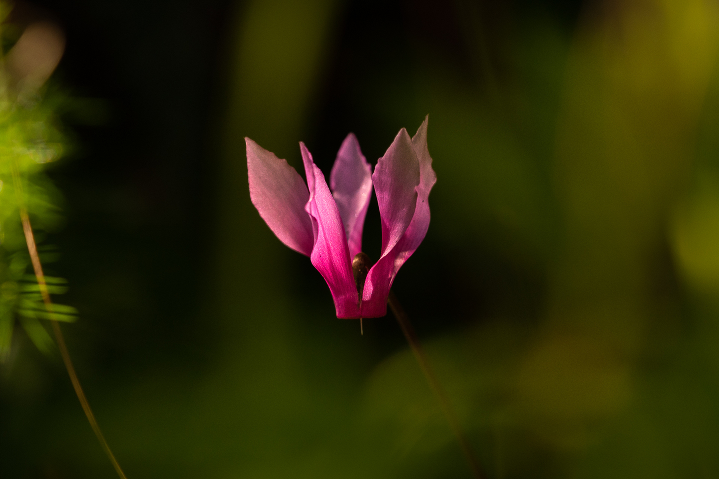 photo macro de cyclamen en corse par Sandy Berthaud photographie
