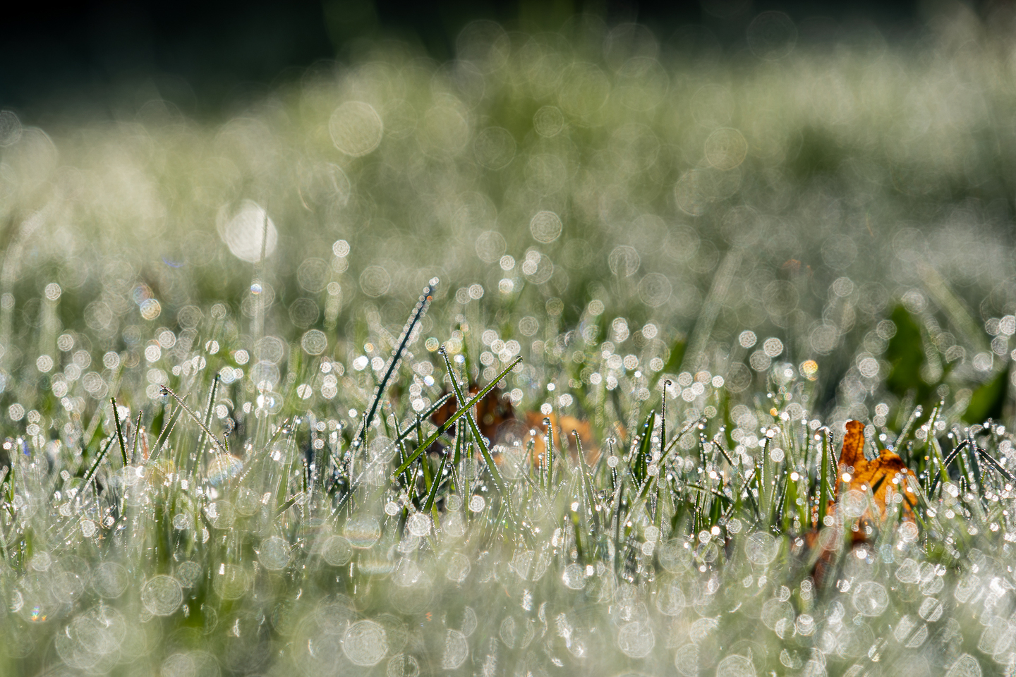 Forêt de Vizzavona en Corse, rosée matinale en macro