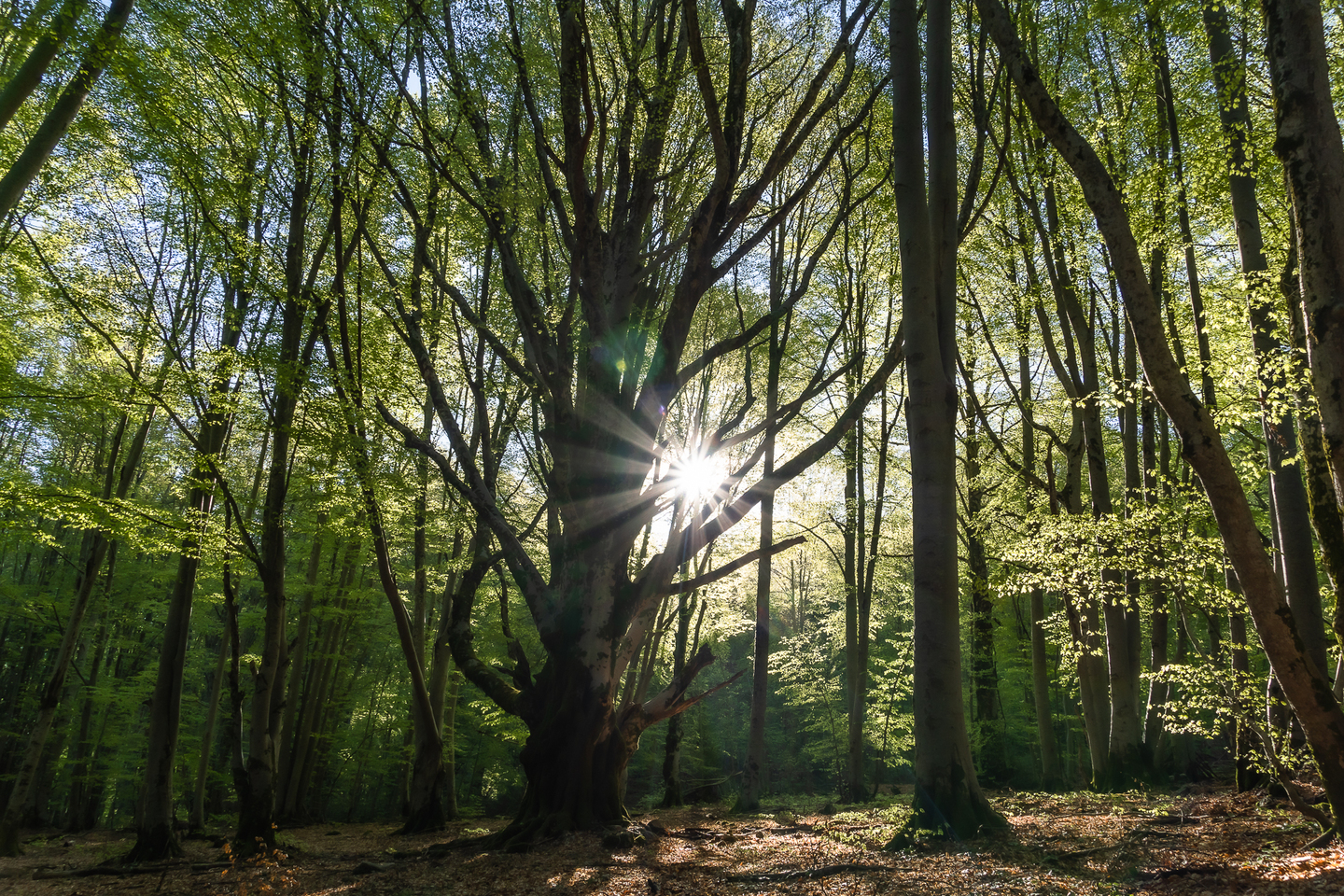 Forêt de hêtres à Vizzavona en Corse Forêt de Vizzavona