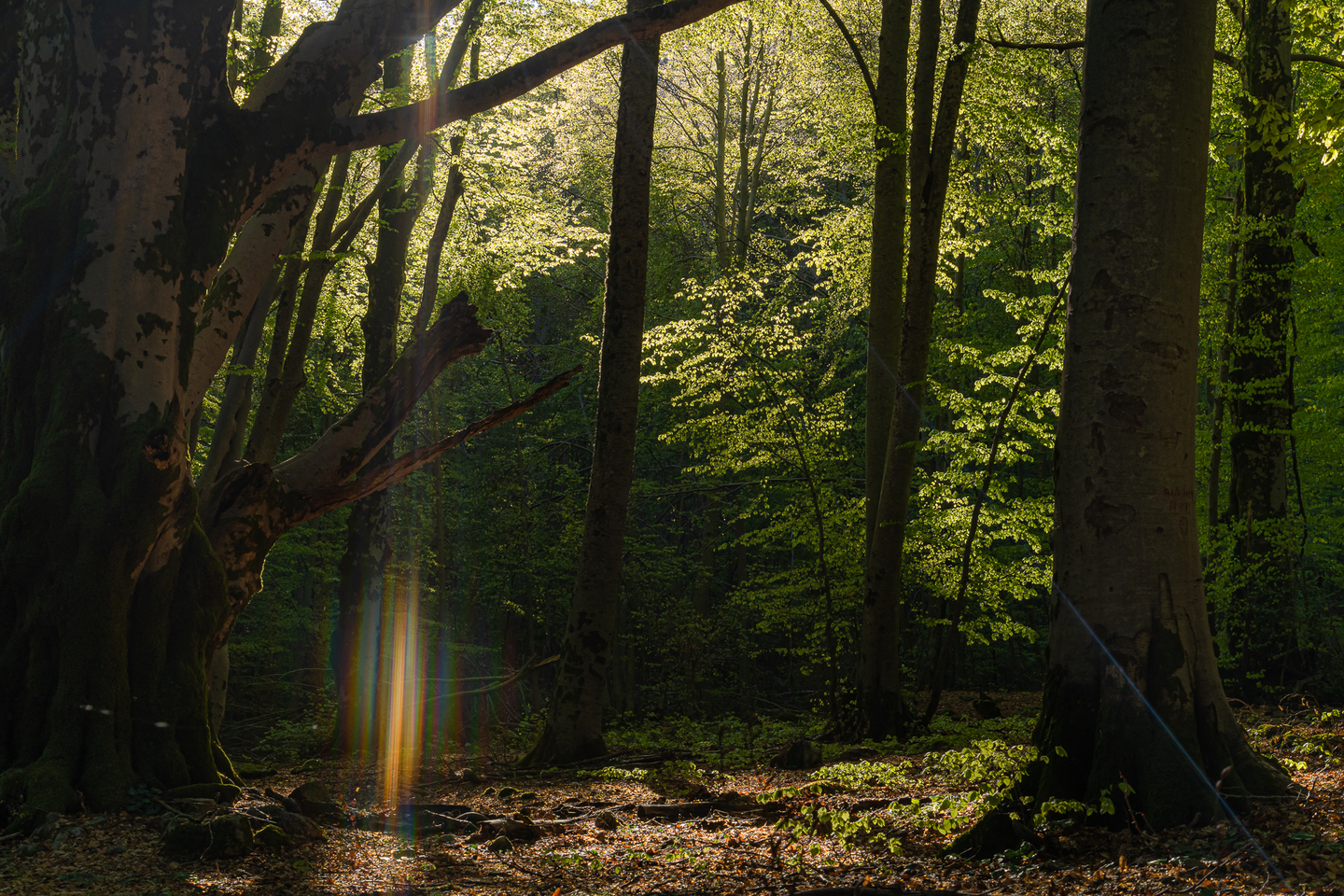 Forêt de hêtre à Vizzavona en Corse