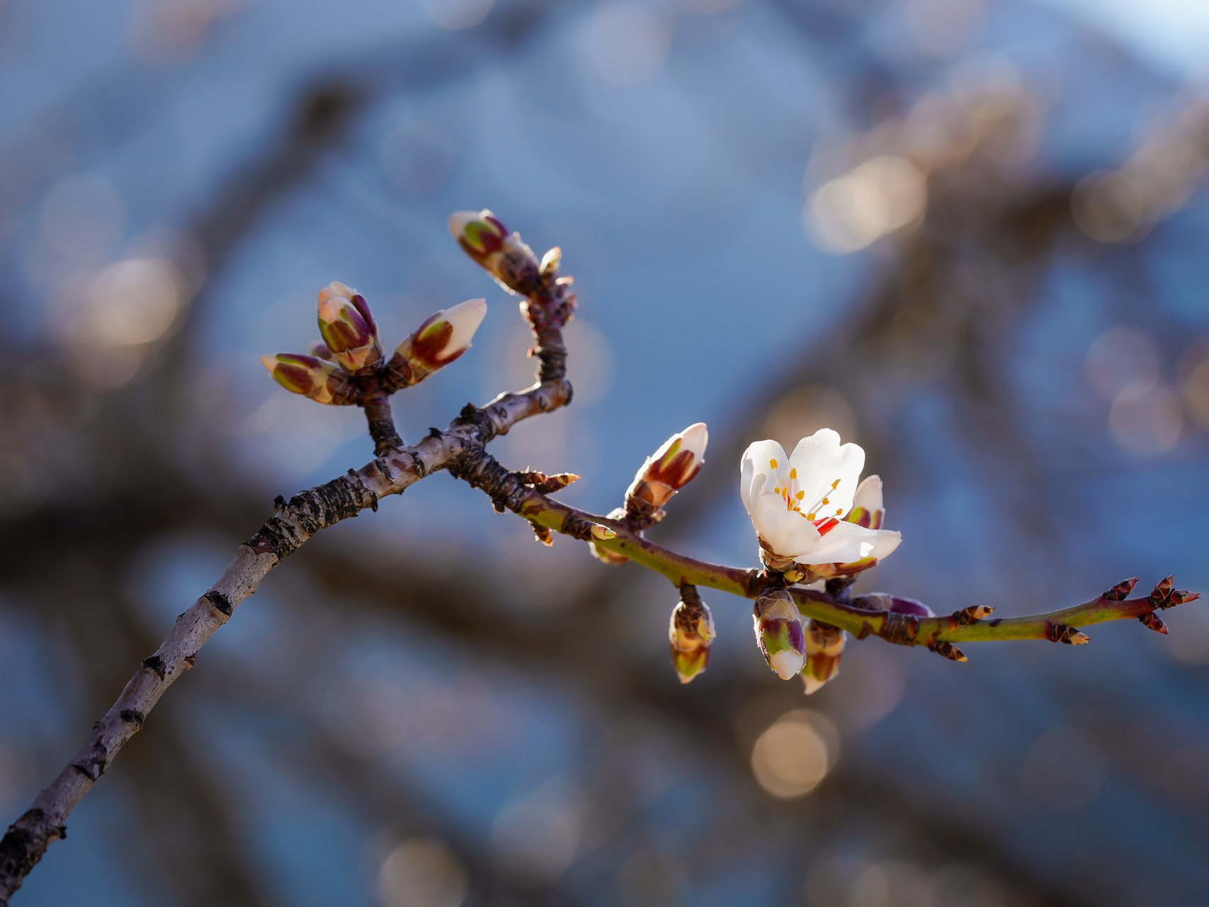 Fleurs d'amandier au printemps hautes alpes