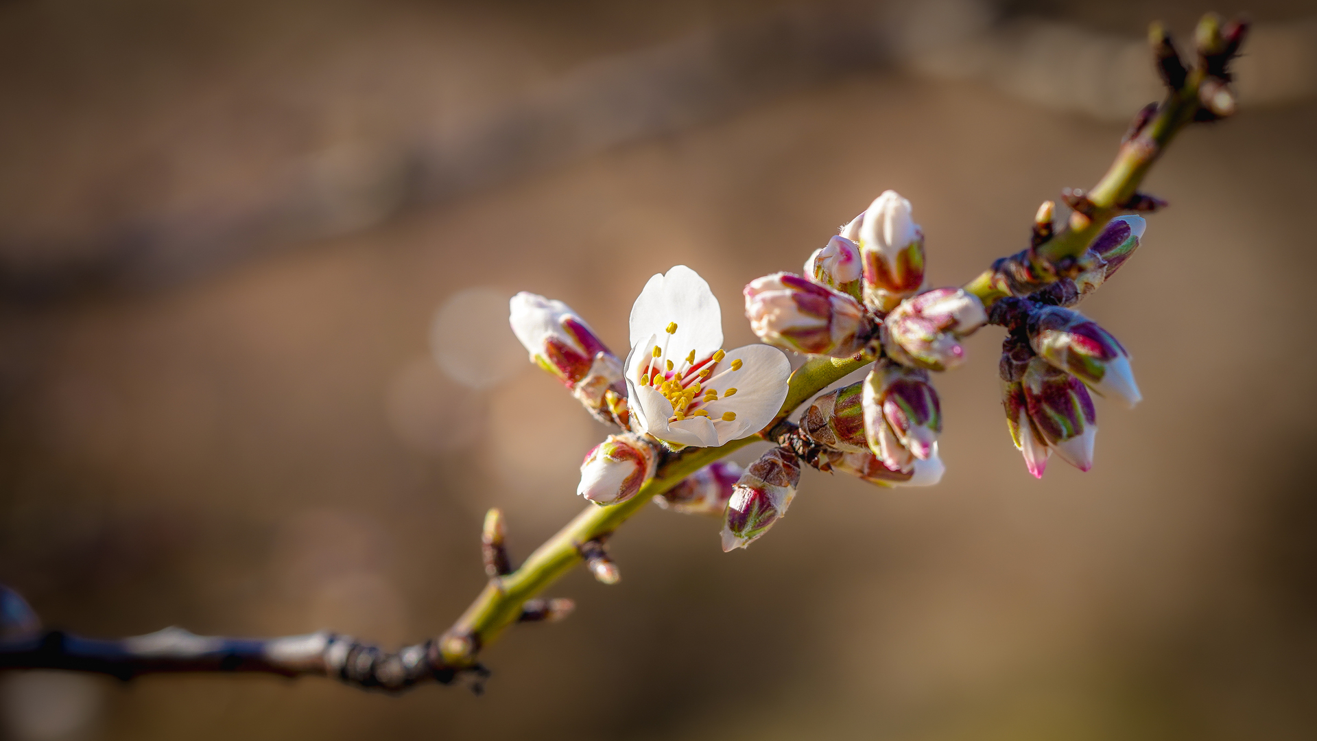 Fleur d'amandier au printemps, Eygliers, hautes-Alpes