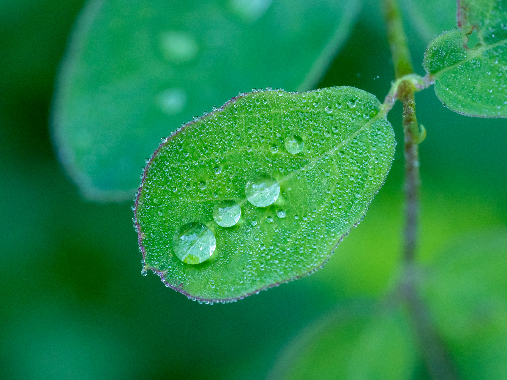 sandy berthaud macro photographie
