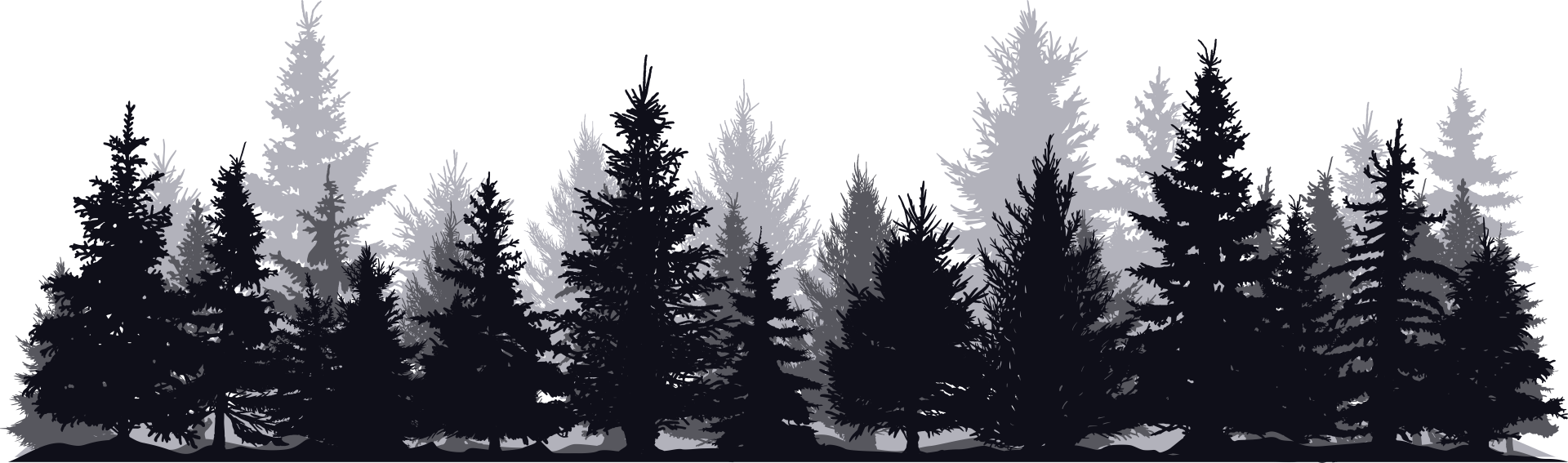 arbres page accueil site sandy berthaud photographie