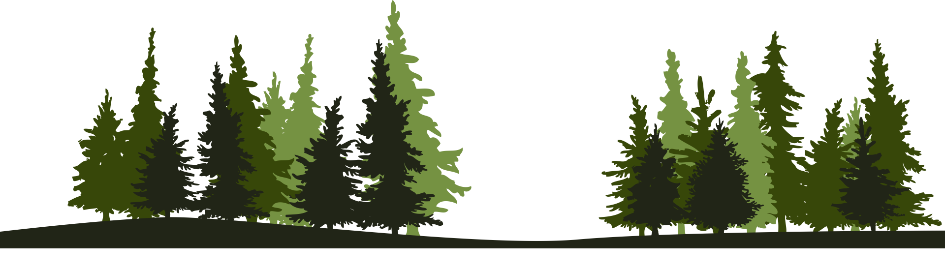 bande de sapins décoratifs verts site internet sandy berthaud photographie