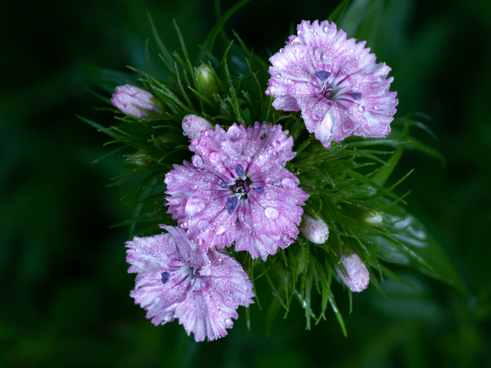 Oeillet du poète après la pluie par sandy berthaud photographie
