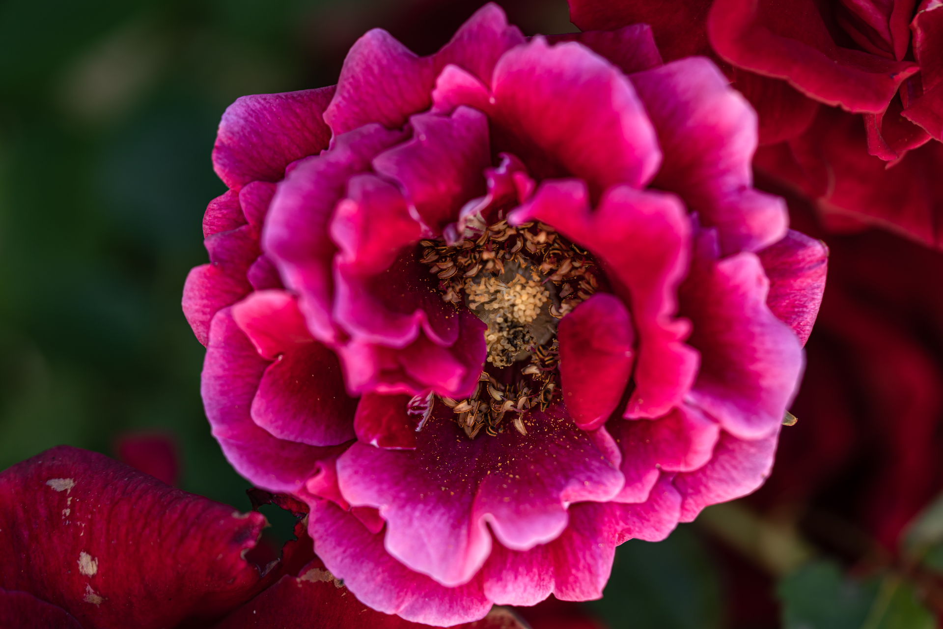 photo rose en macro par Sandy Berthaud photographie