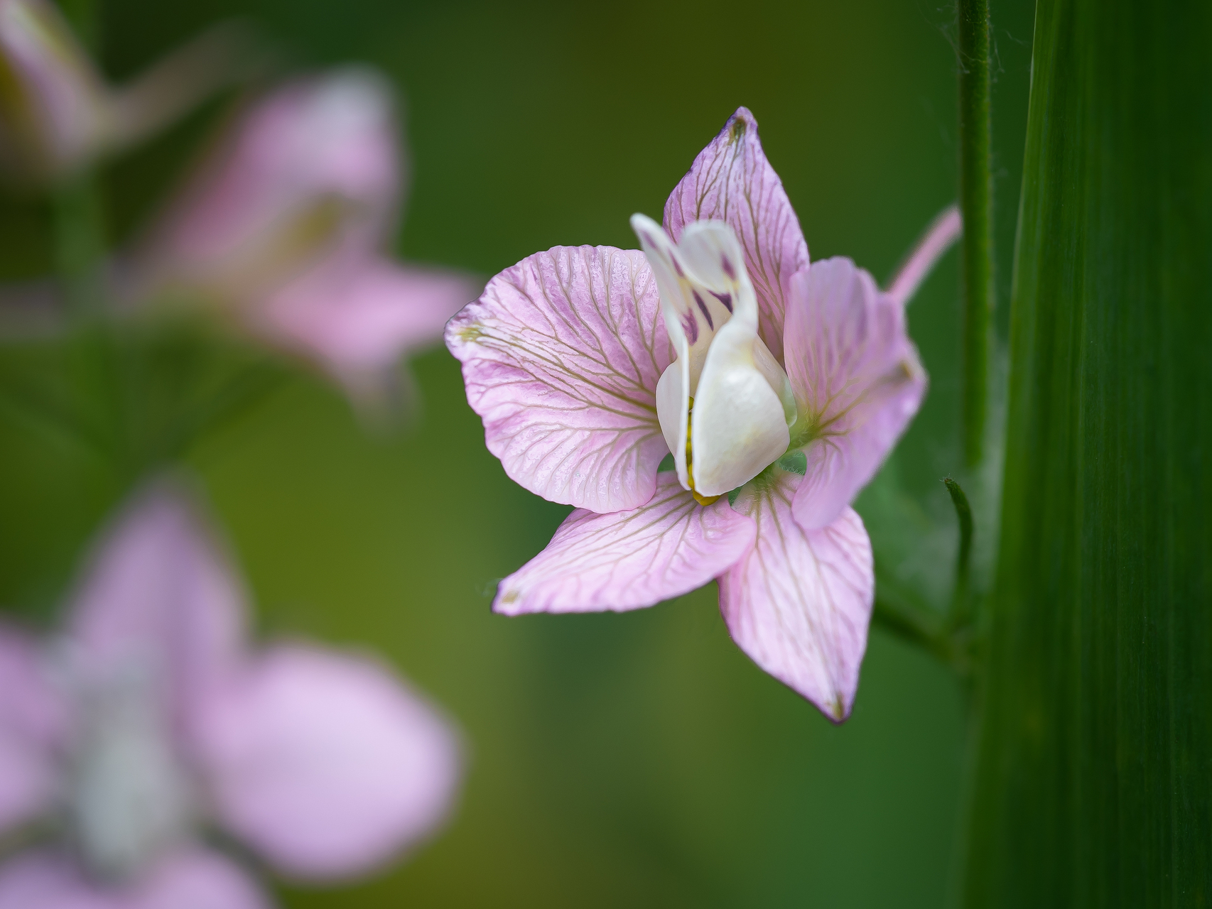 Fleurs macro par Sandy Berthaud photographie