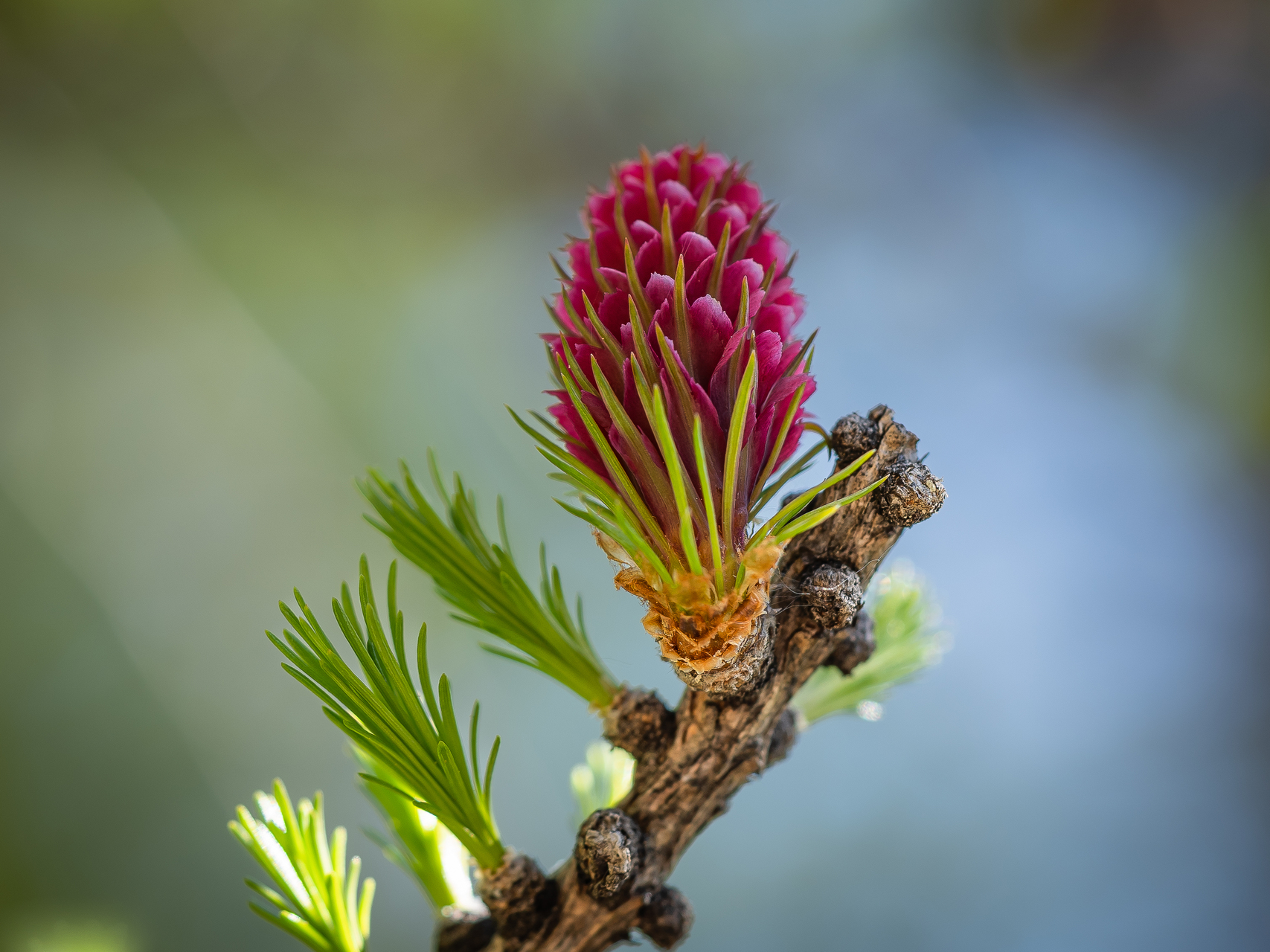 Calendrier macro photographie par sandy berthaud