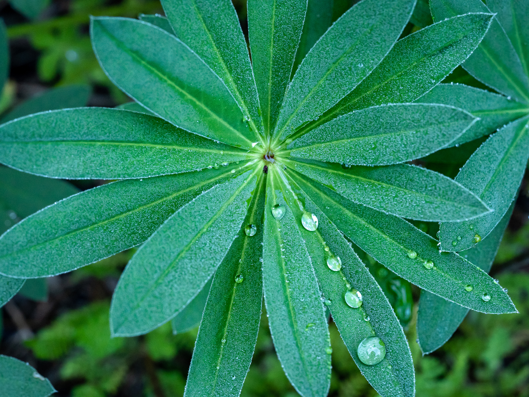 Calendrier macro photographie par sandy berthaud