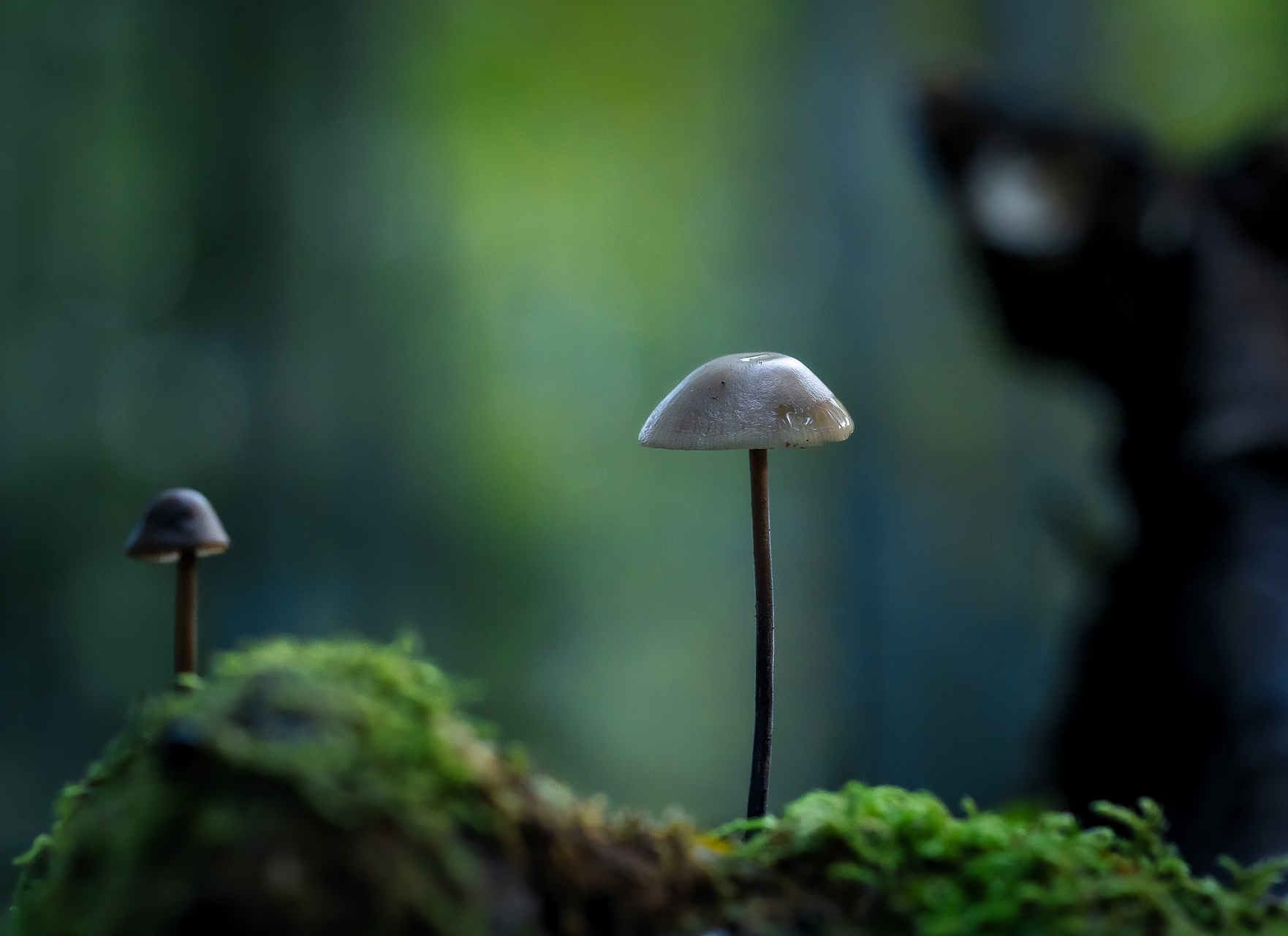 Tirage d'art " émergence " par Sandy Berthaud photographie