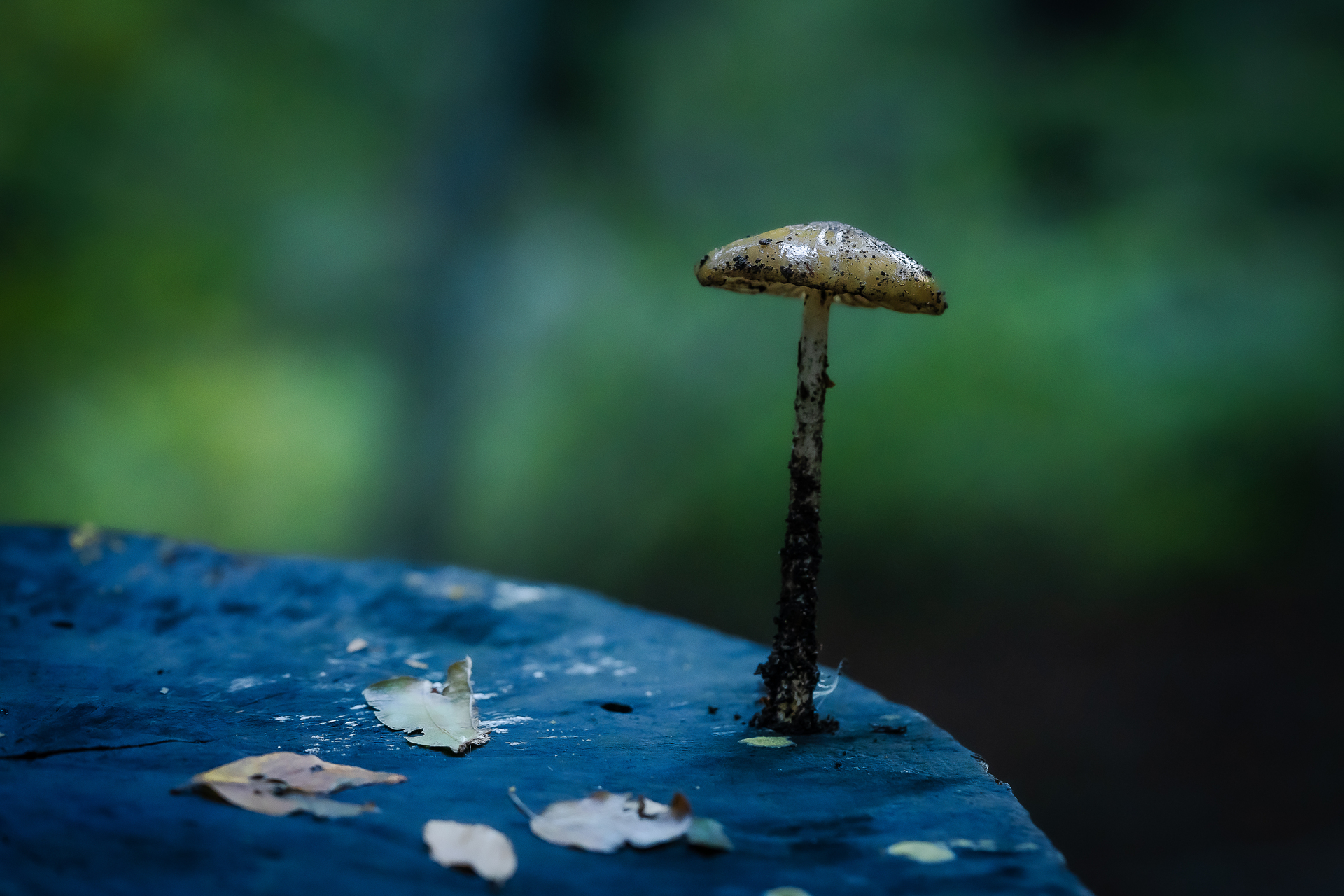 macro photographie champignon à Vizzavona en Corse par Sandy berthaud