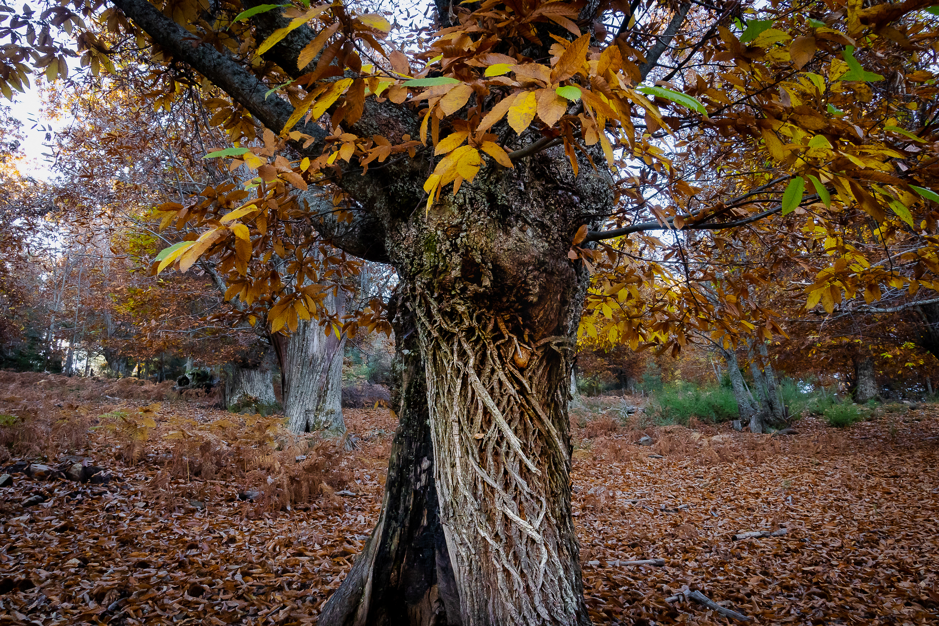 Détails sur les troncs de châtaigniers à Évisa en Corse par Sandy Berthaud photographie