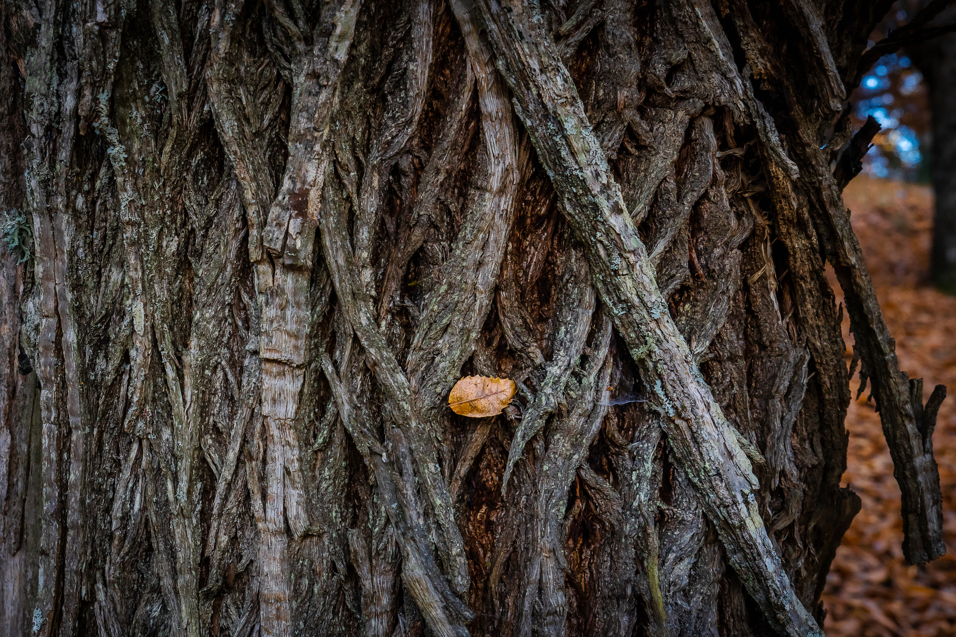 Détails sur les troncs de châtaigniers à Évisa en Corse par Sandy Berthaud photographie