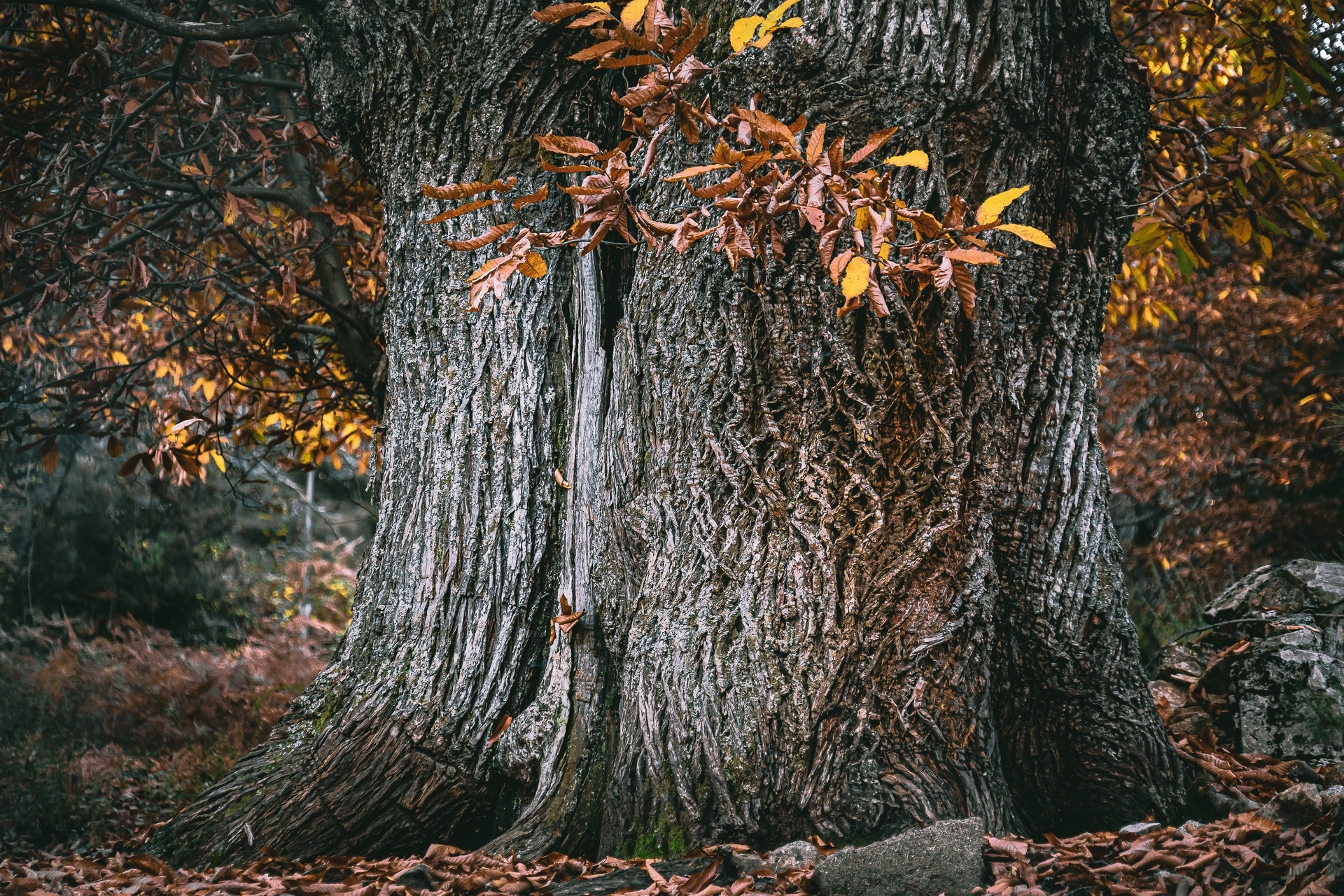 Couleurs d'automne des châtaigniers à Évisa en Corse par Sandy Berthaud photographie