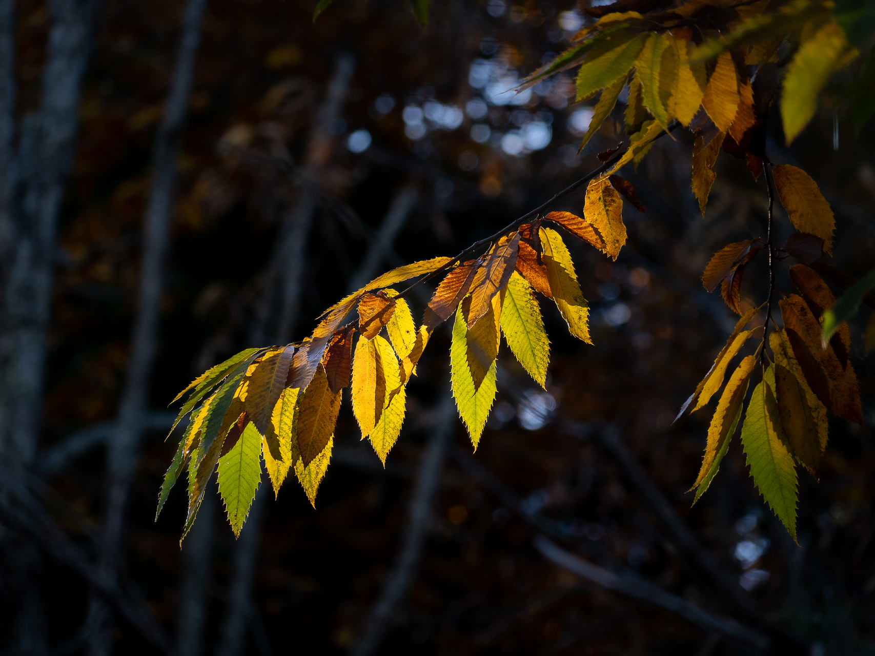 Couleurs d'automne des châtaigniers à Évisa en Corse par Sandy Berthaud photographie