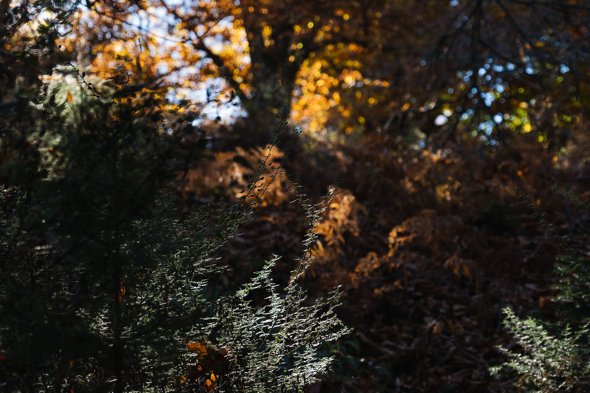Couleurs d'automne des châtaigniers à Évisa en Corse par Sandy Berthaud photographie