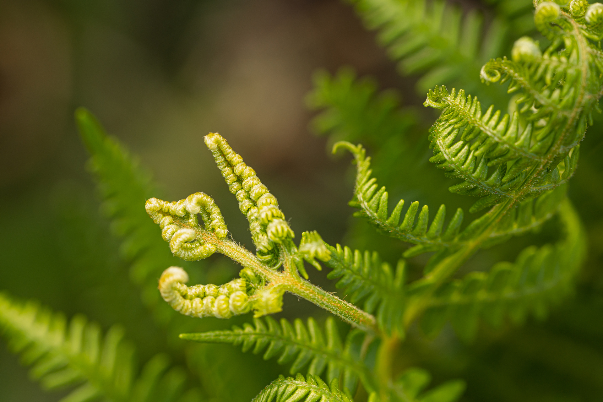 macro photographie par Sandy Berthaud
