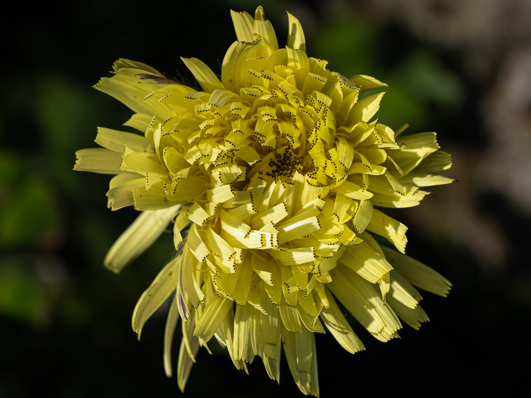 Macro photographie de fleurs par Sandy Berthaud
