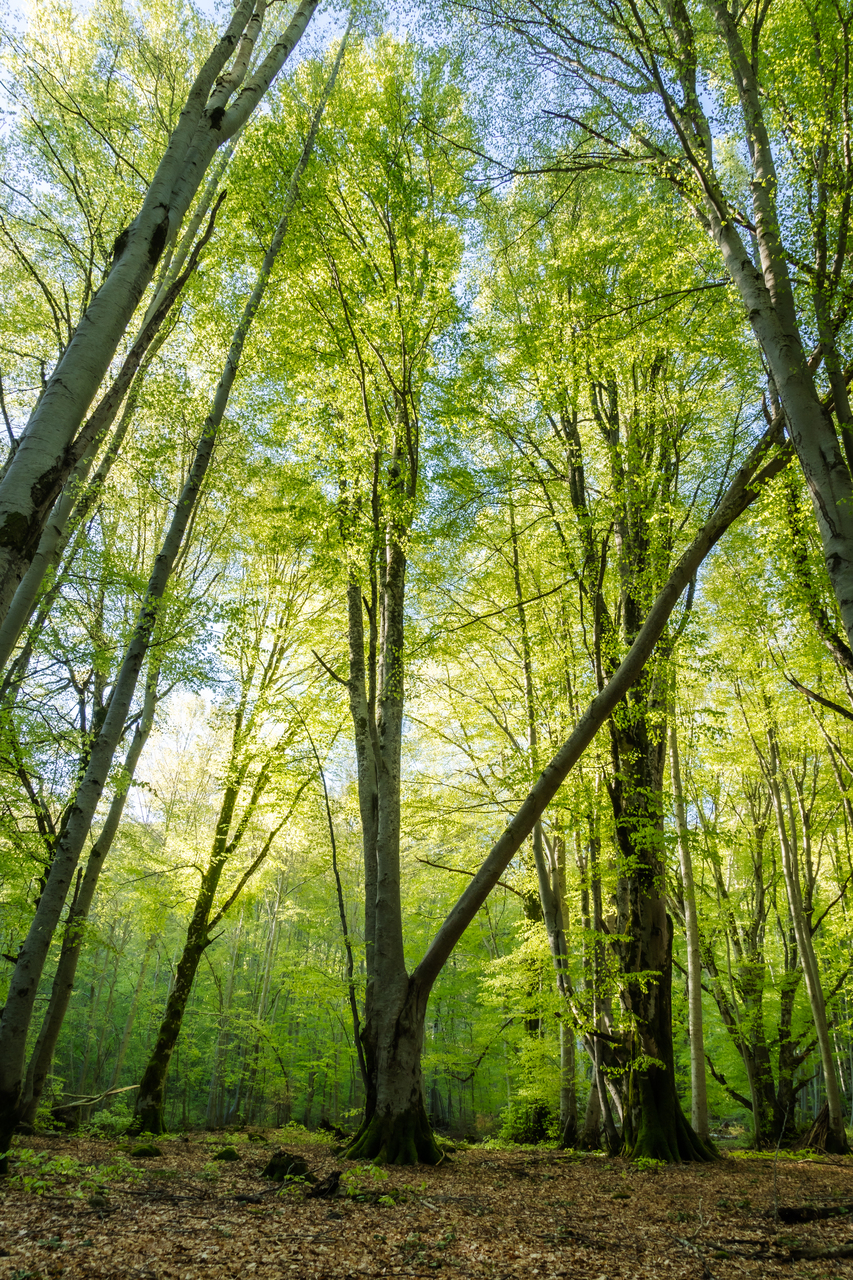 Photo de forêt par Sandy Berthaud
