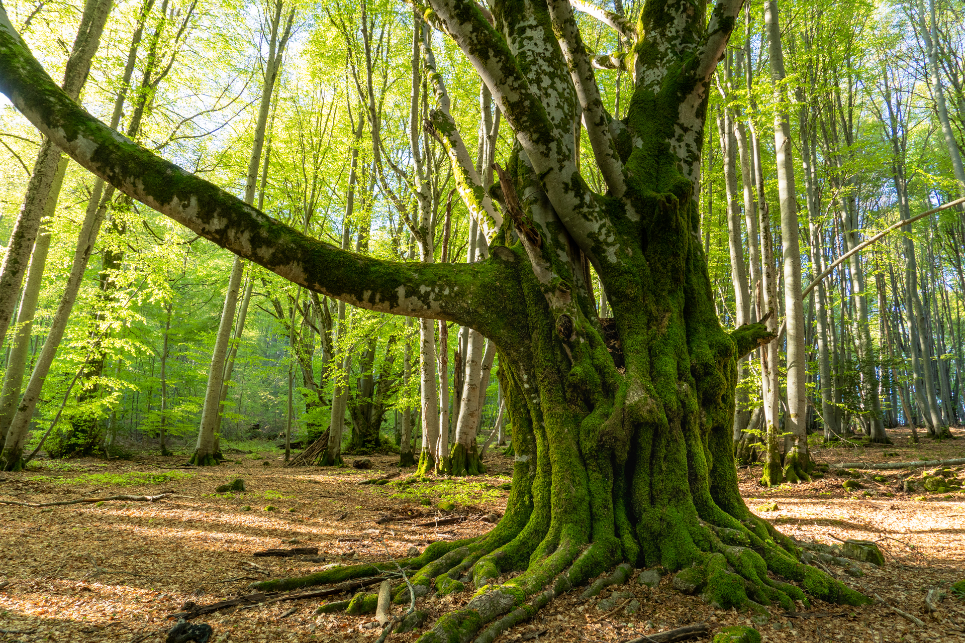Photo de forêt par Sandy Berthaud