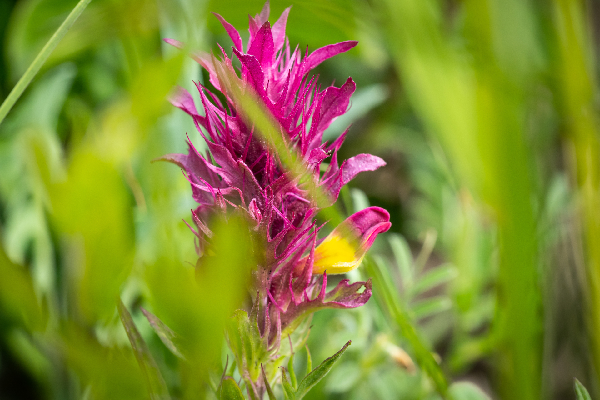 Macro photographie de fleurs par Sandy Berthaud