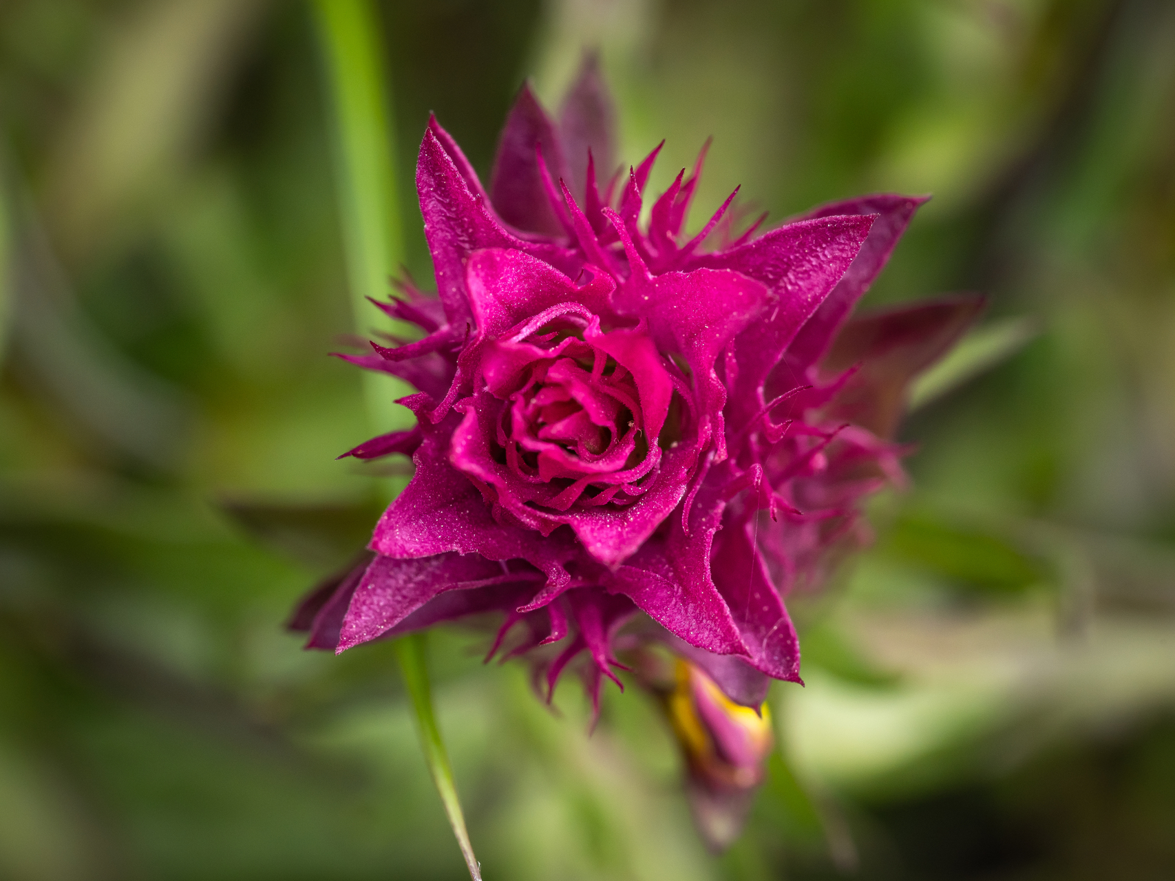 Macro photographie de fleurs par Sandy Berthaud