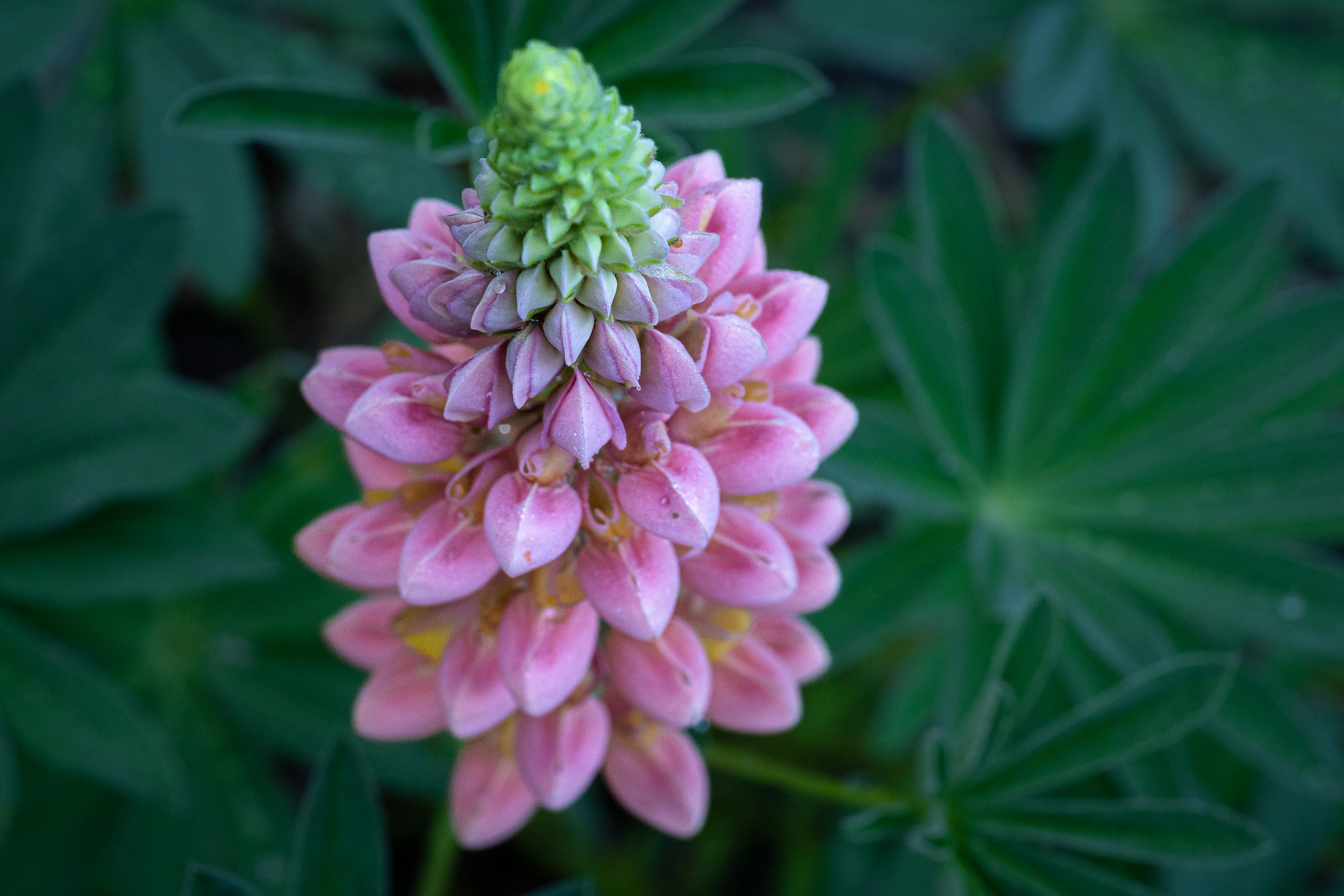 Macro photographie de fleurs par Sandy Berthaud