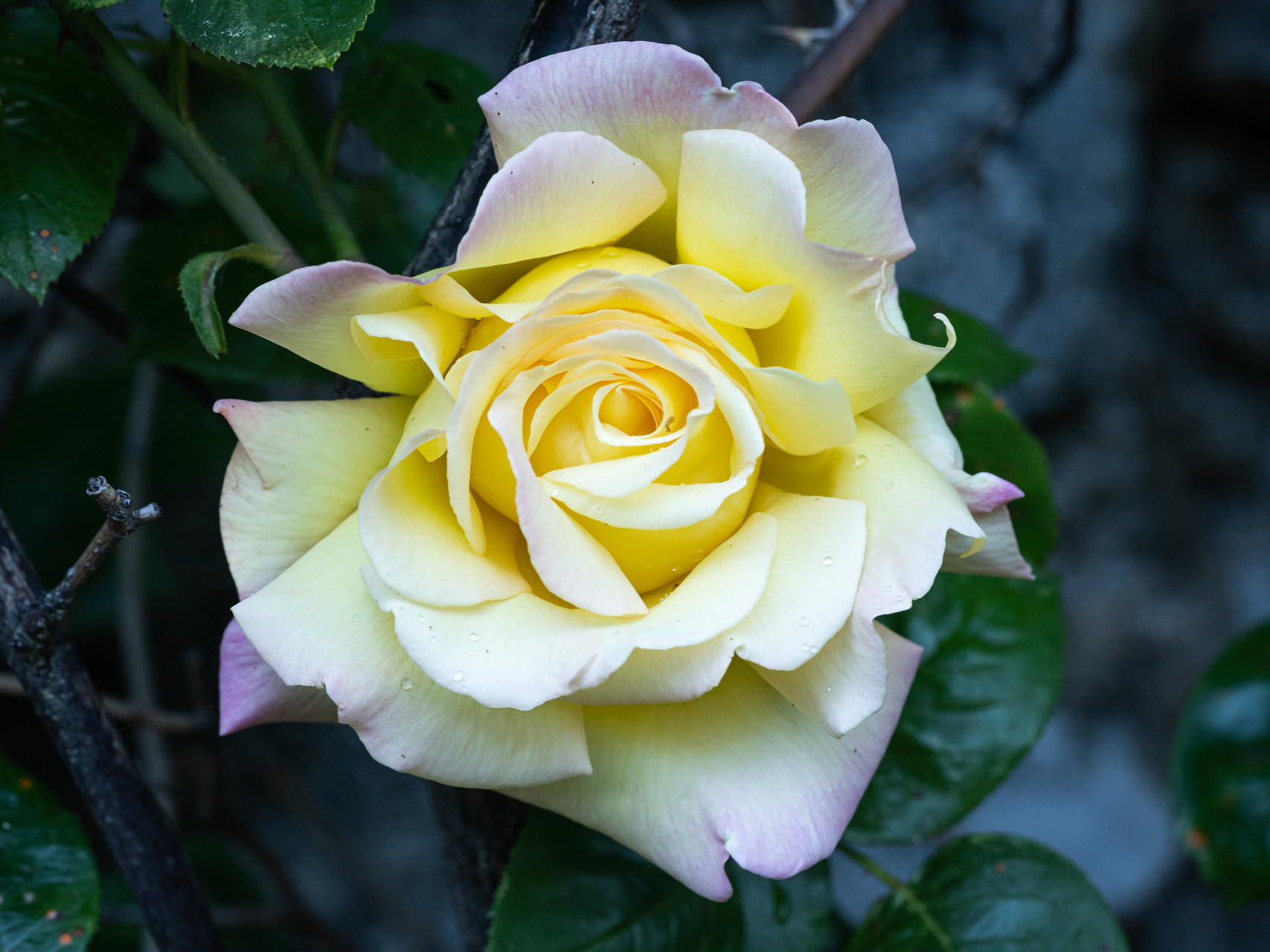 Macro photographie de fleurs par Sandy Berthaud
