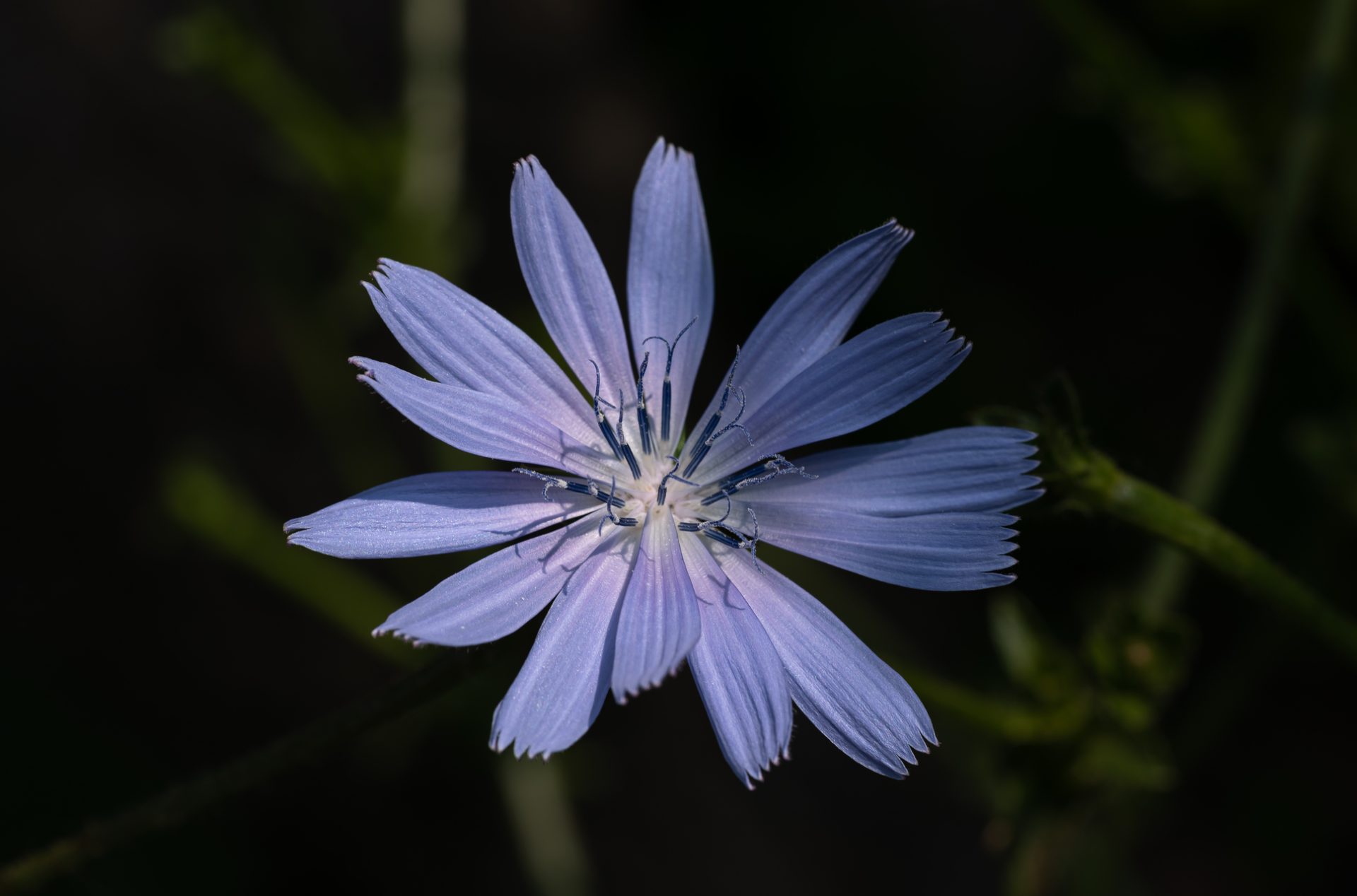 Macro photographie de fleurs par Sandy Berthaud