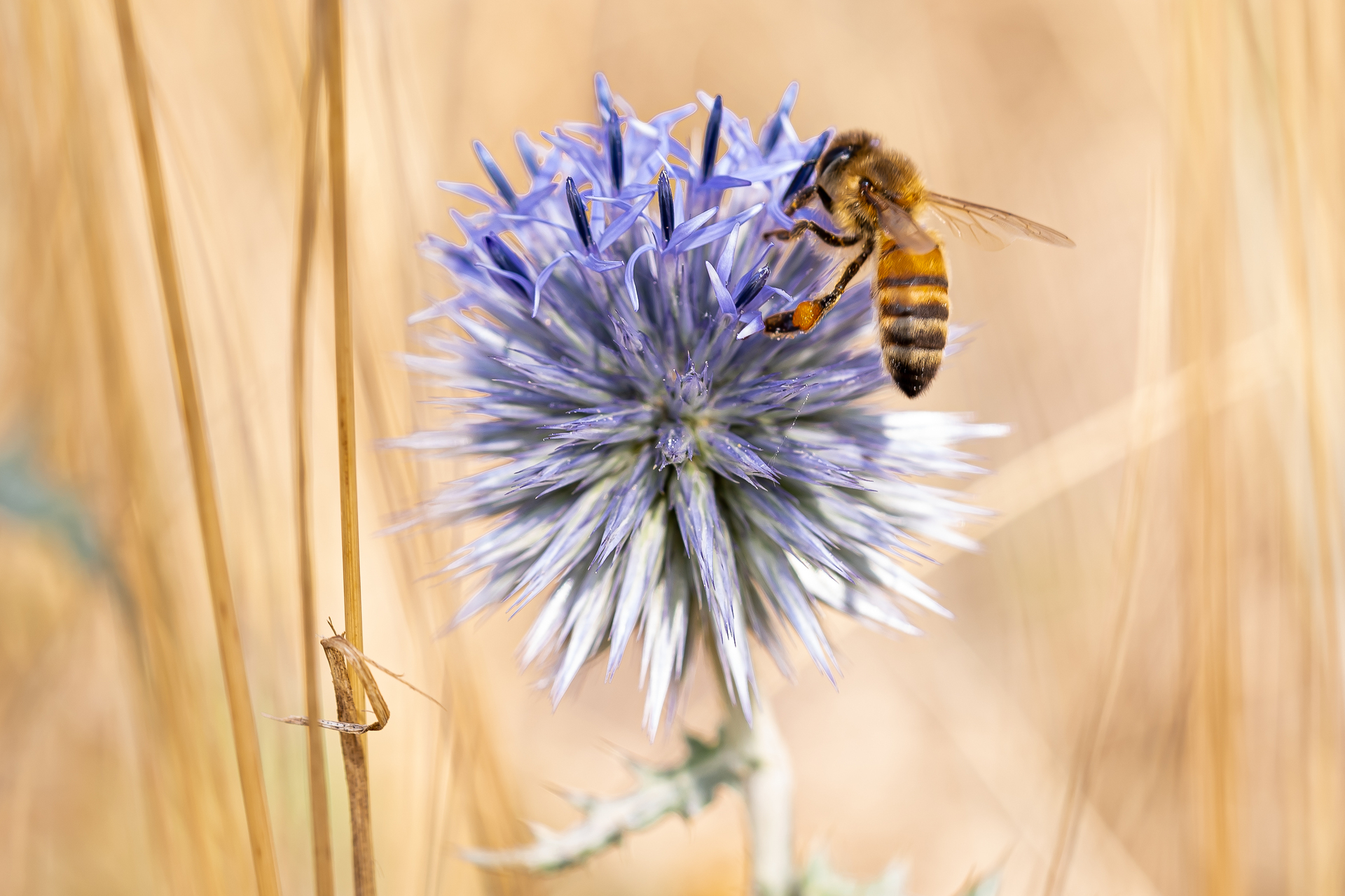 Macro photographie de fleurs par Sandy Berthaud