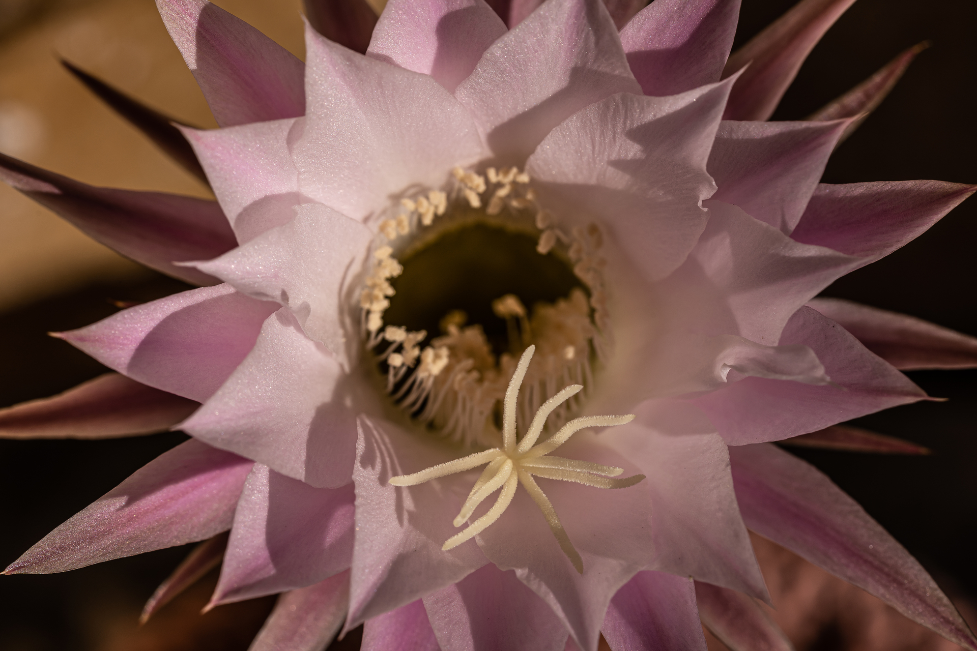 Macro photographie de fleurs par Sandy Berthaud