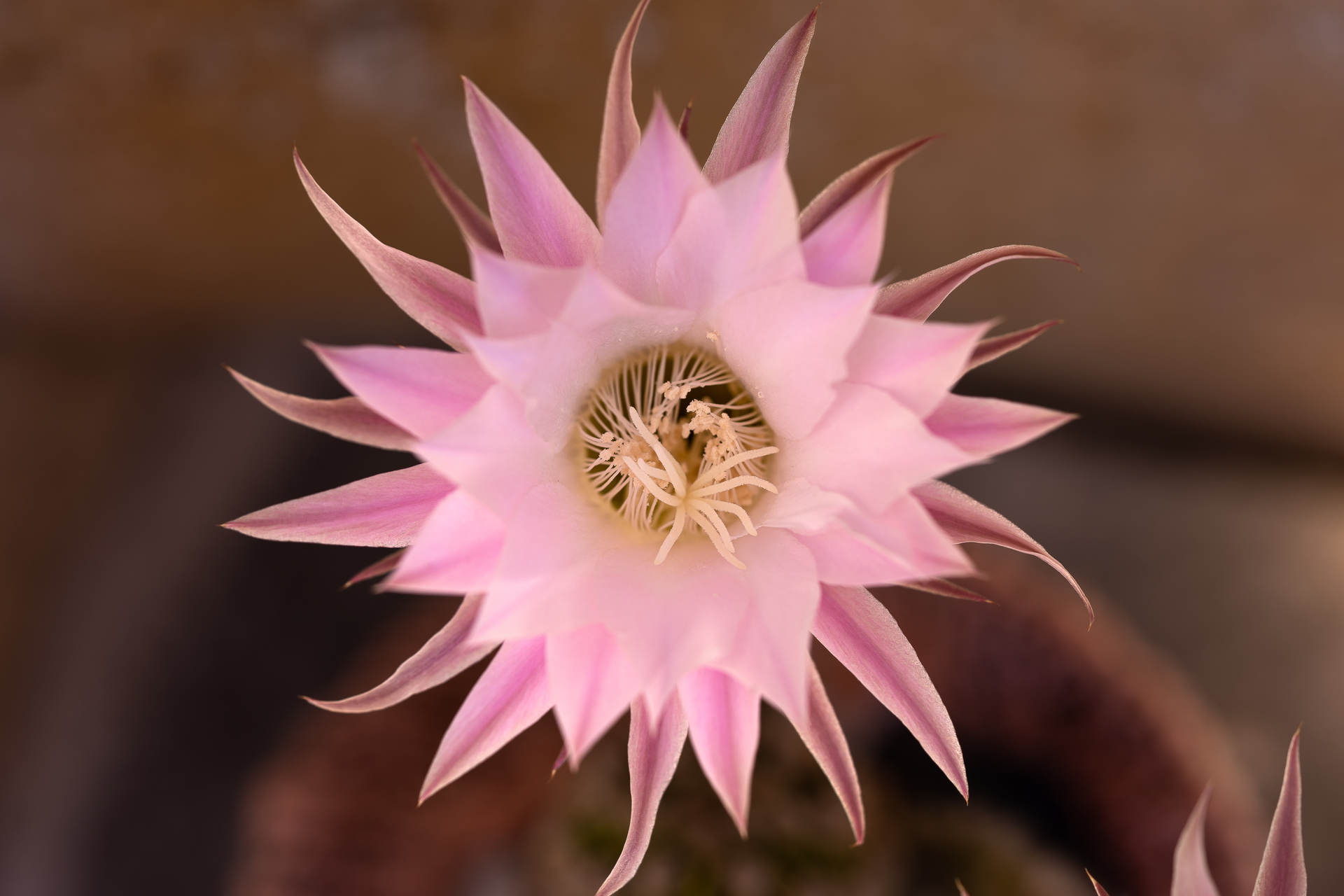 Macro photographie de fleurs par Sandy Berthaud