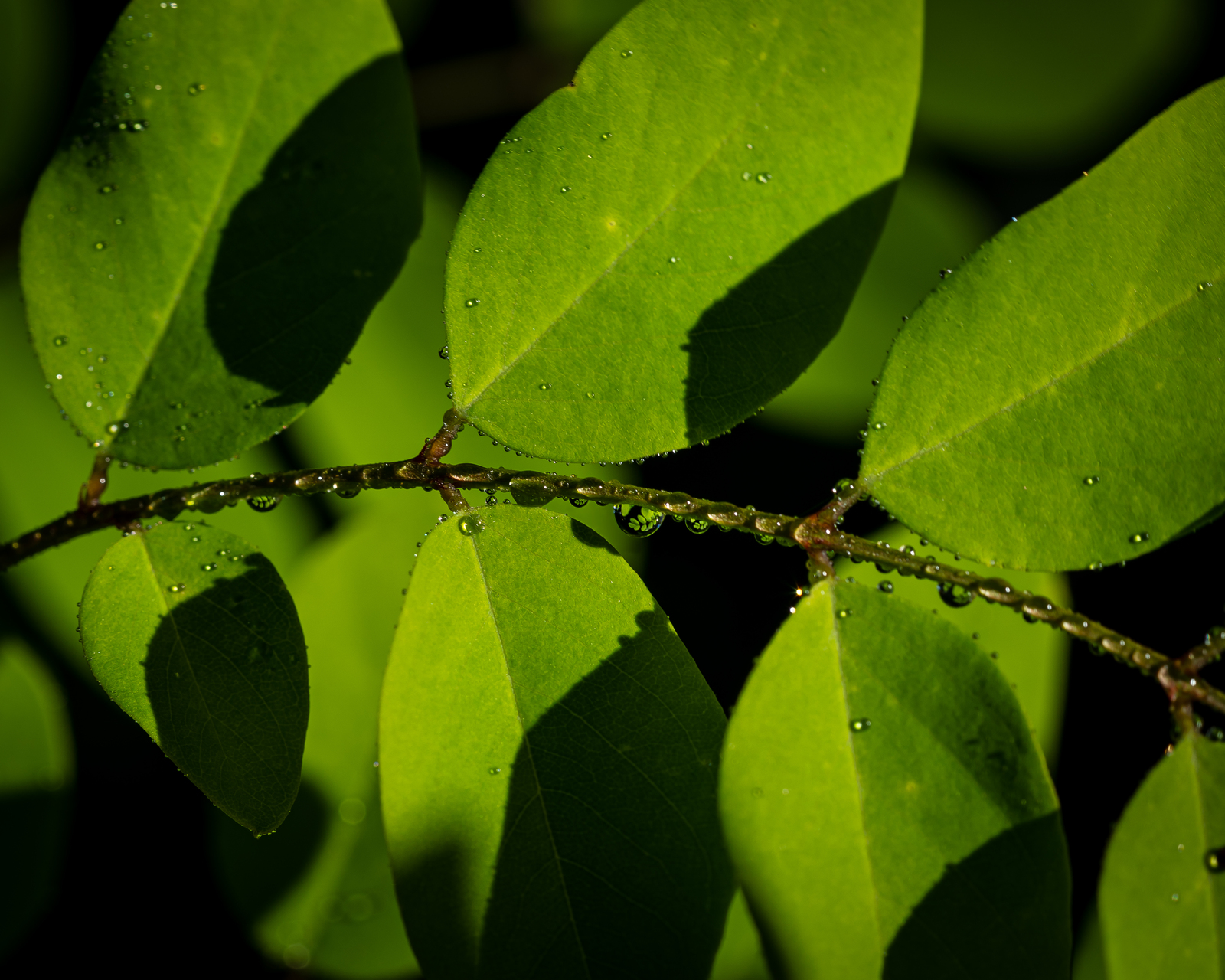 macro photographie par Sandy Berthaud