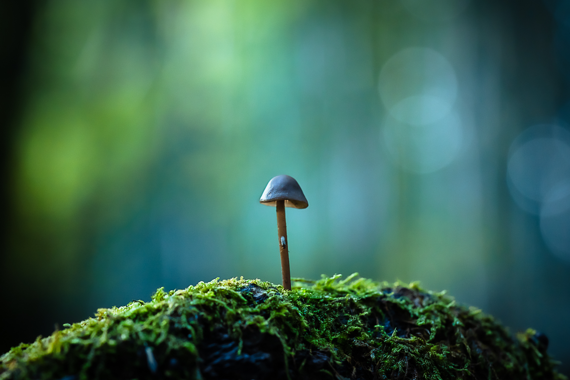 Tirage d'art " vagues mouvantes " macro photographie champignon à Vizzavona en Corse par Sandy berthaud