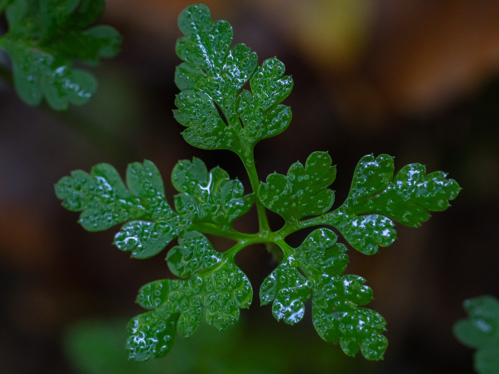 macro photographie par Sandy Berthaud