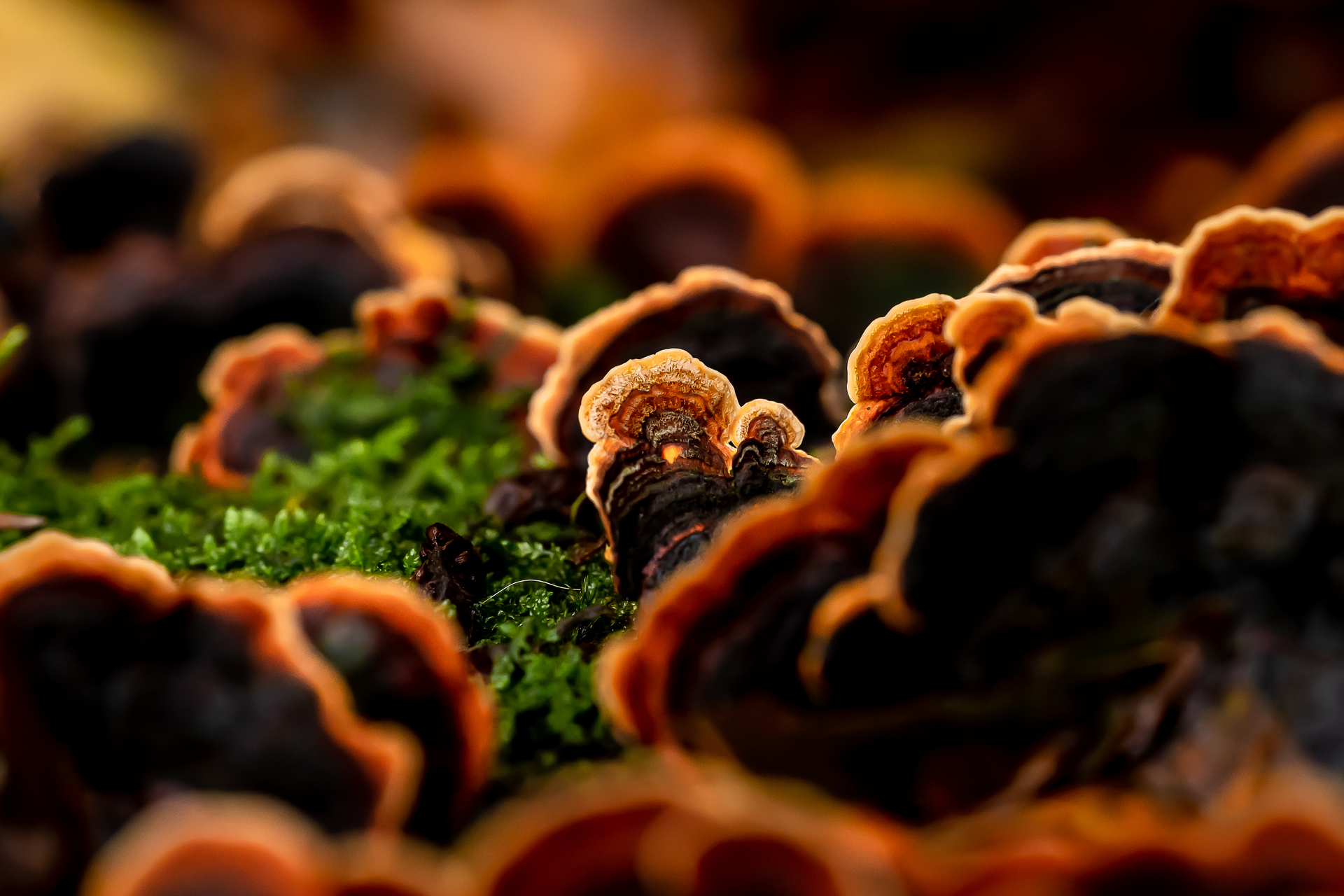 Photos champignons par Sandy Berthaud
