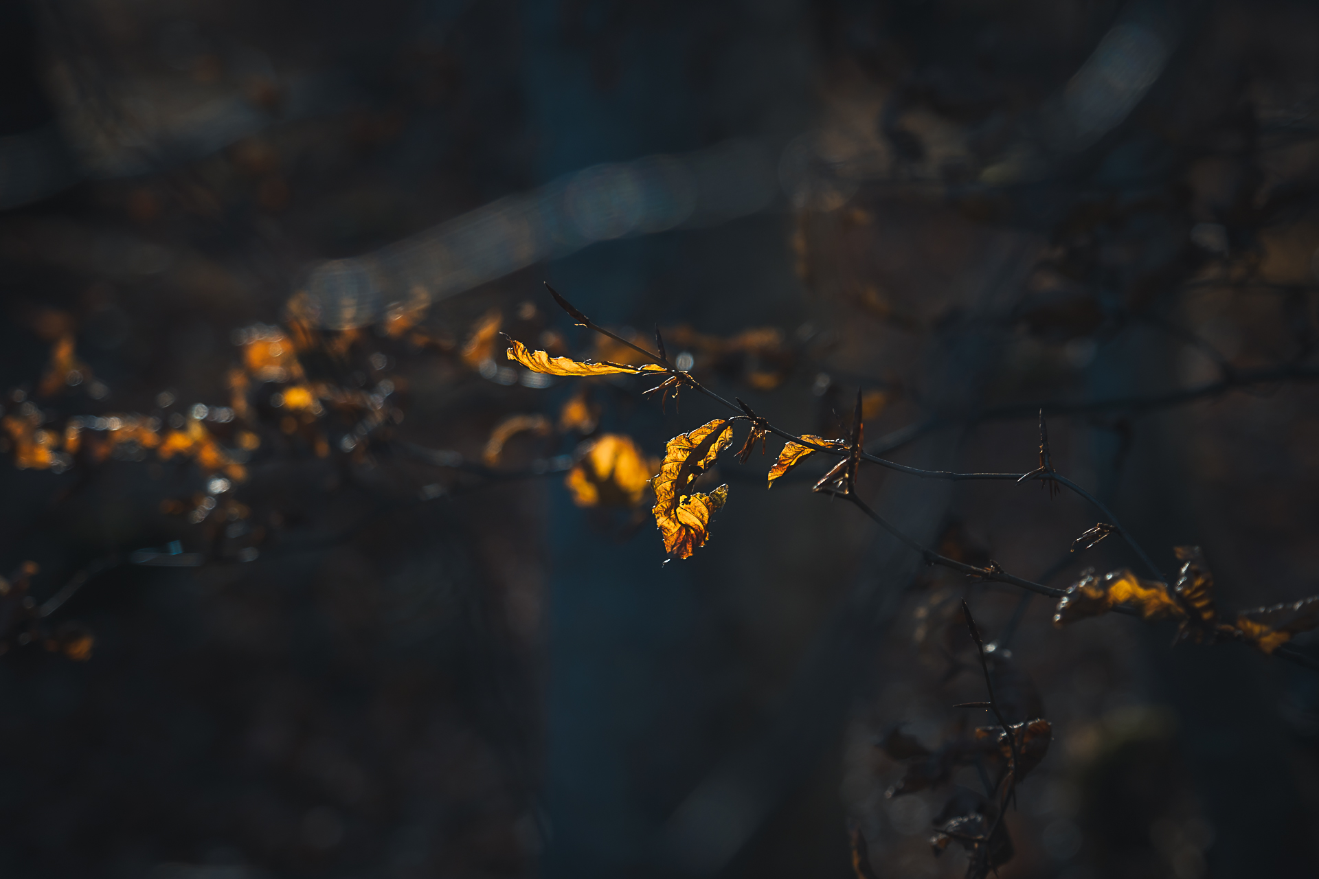Photographie couleurs d'automne par Sandy Berthaud