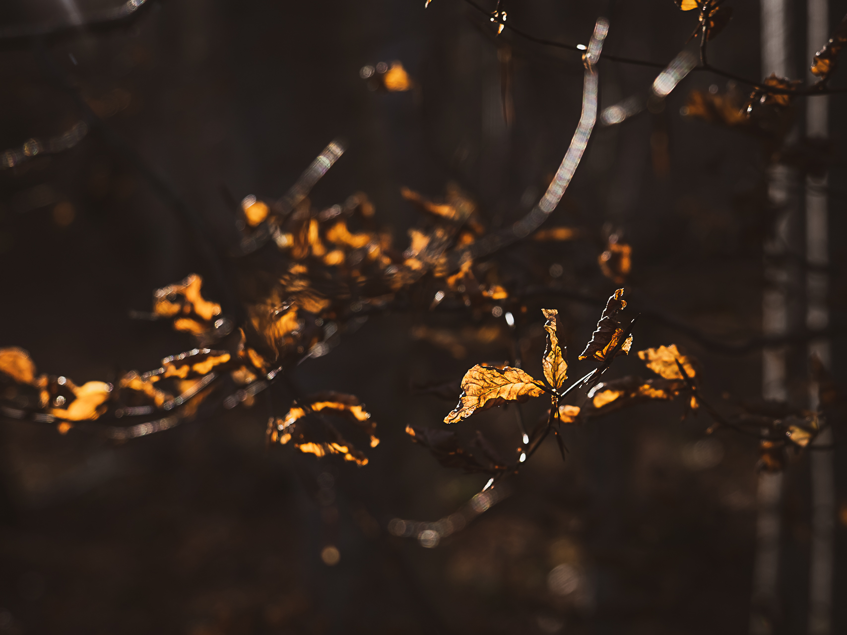 Photographie couleurs d'automne par Sandy Berthaud