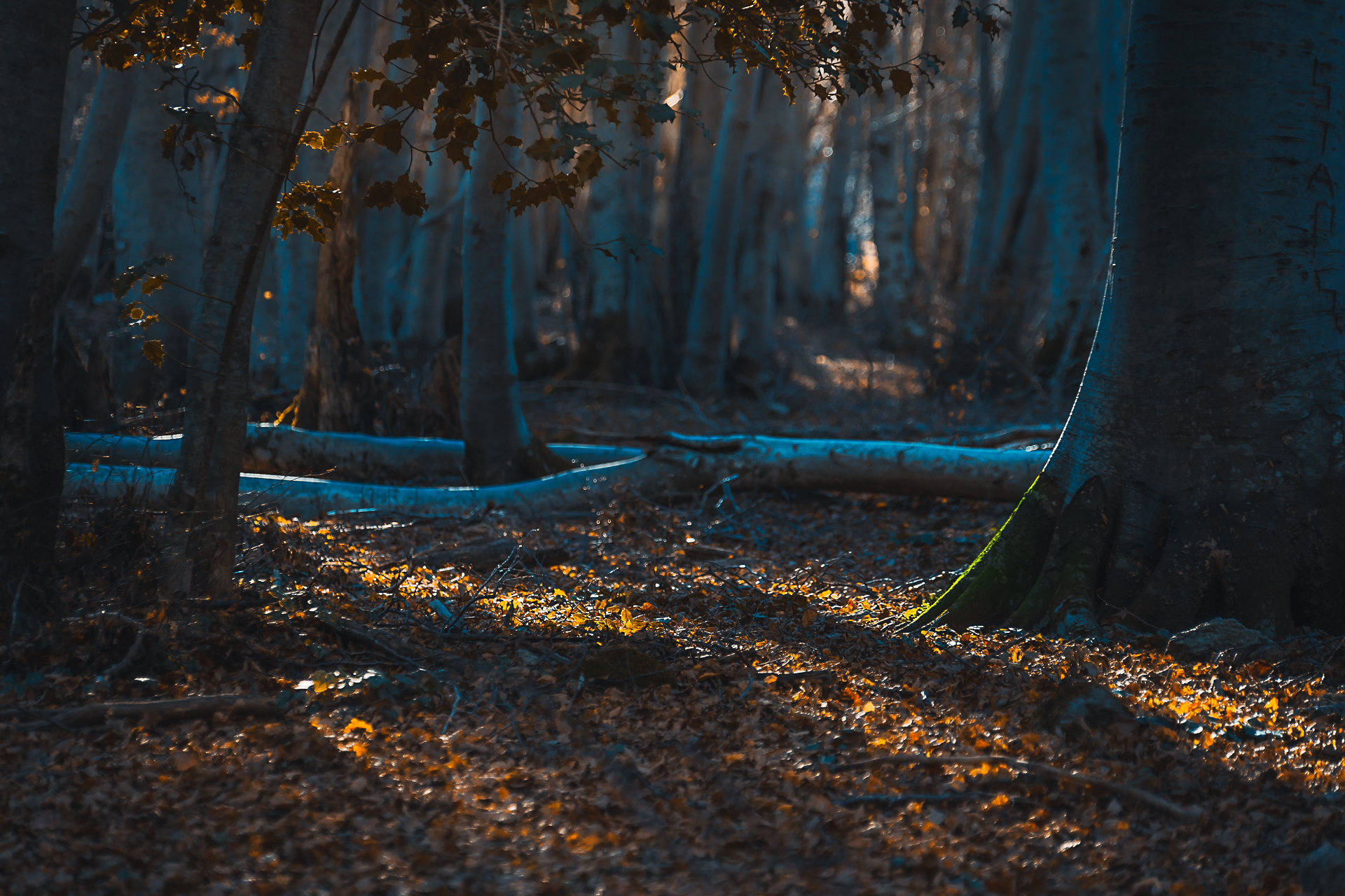 Photographie couleurs d'automne par Sandy Berthaud