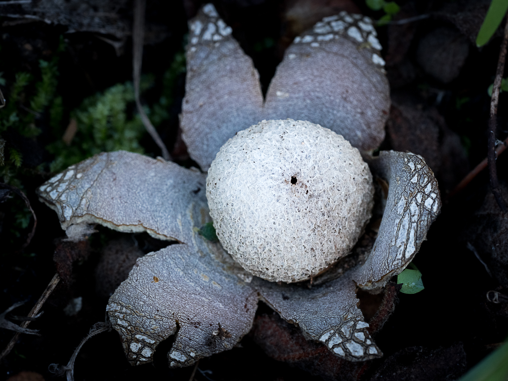 macro photographie champignon à Vizzavona en Corse par Sandy berthaud