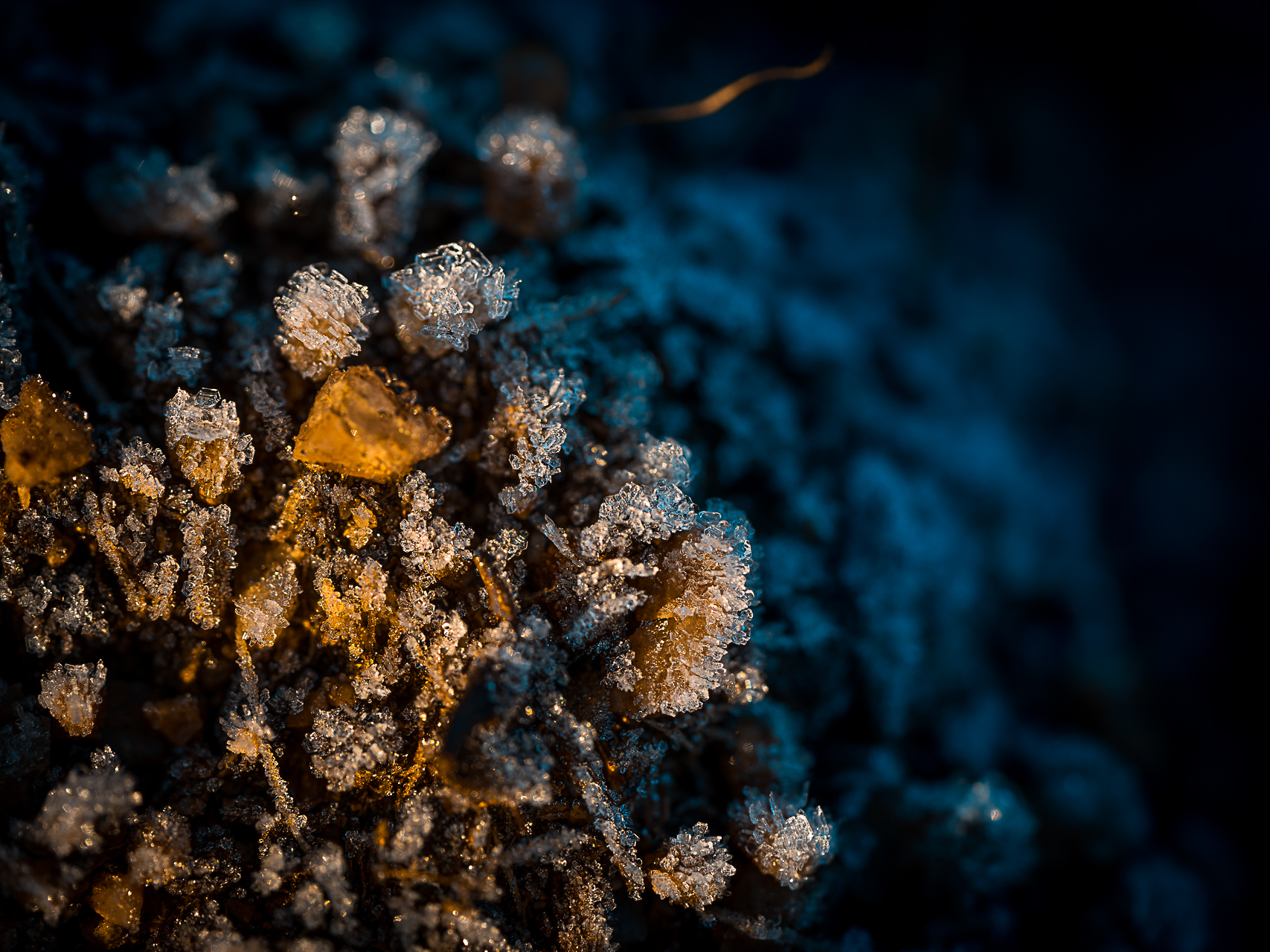 macro photographie abstraite par Sandy Berthaud