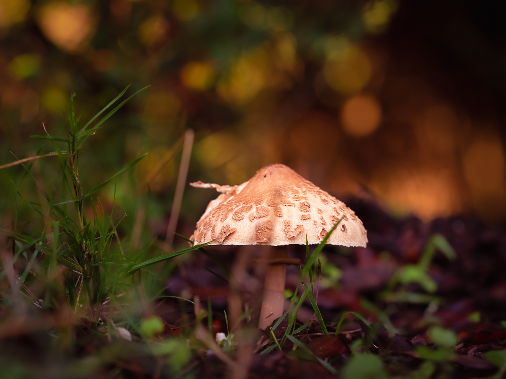 Macro photographie de champignons par Sandy Berthaud