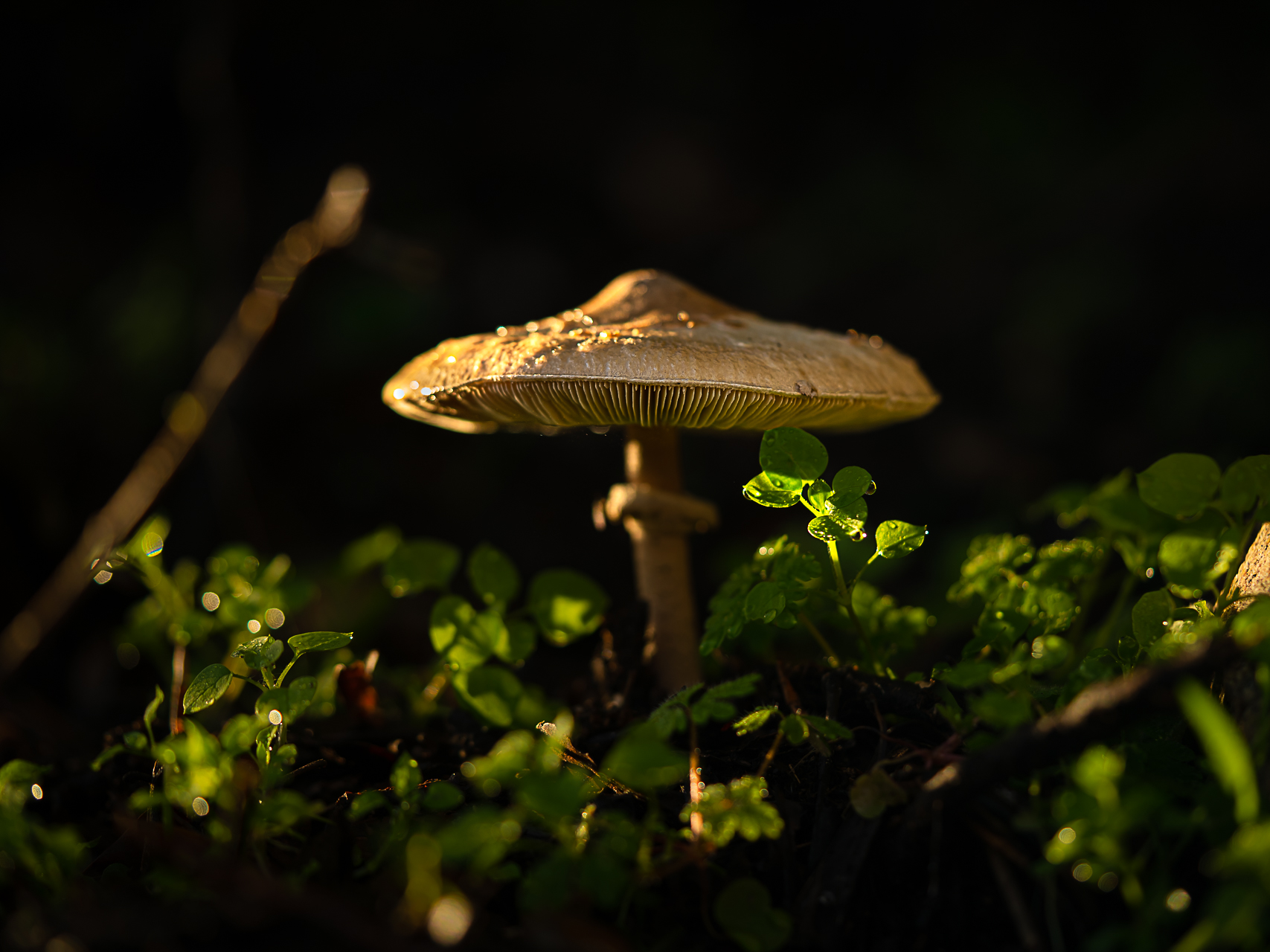 Macro photographie de champignons par Sandy Berthaud