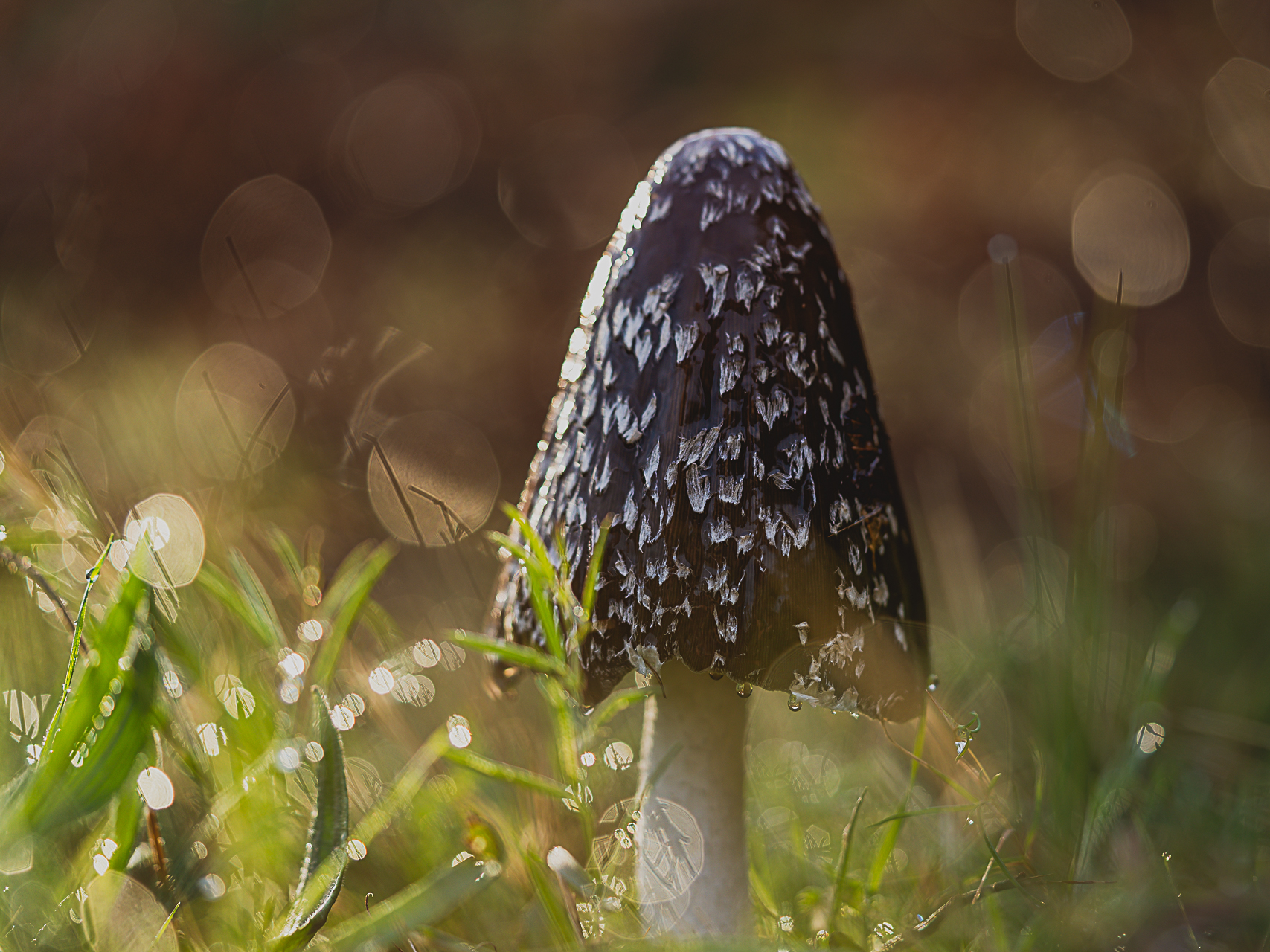 Macro photographie de champignons par Sandy Berthaud