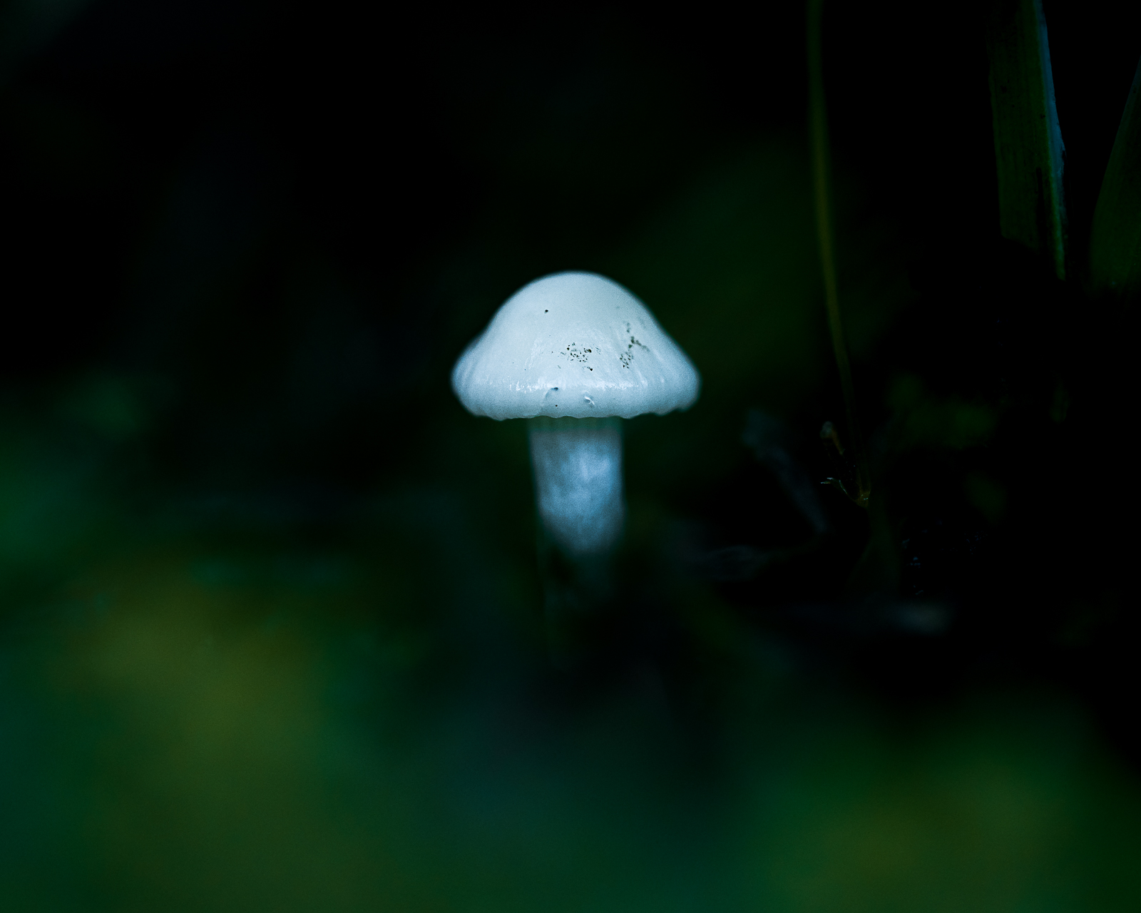 Macro photographie de champignons par Sandy Berthaud