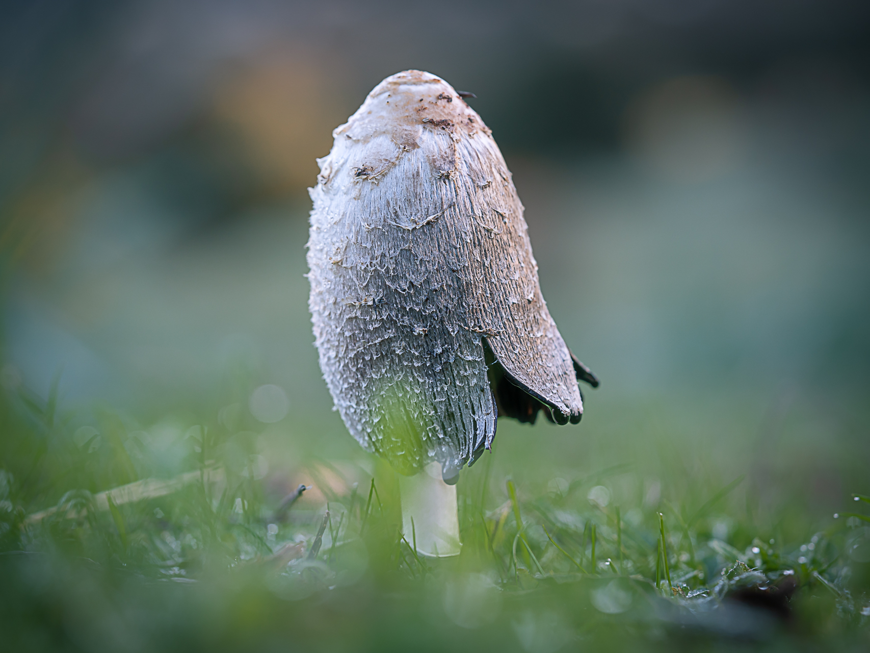 Macro photographie de champignons par Sandy Berthaud