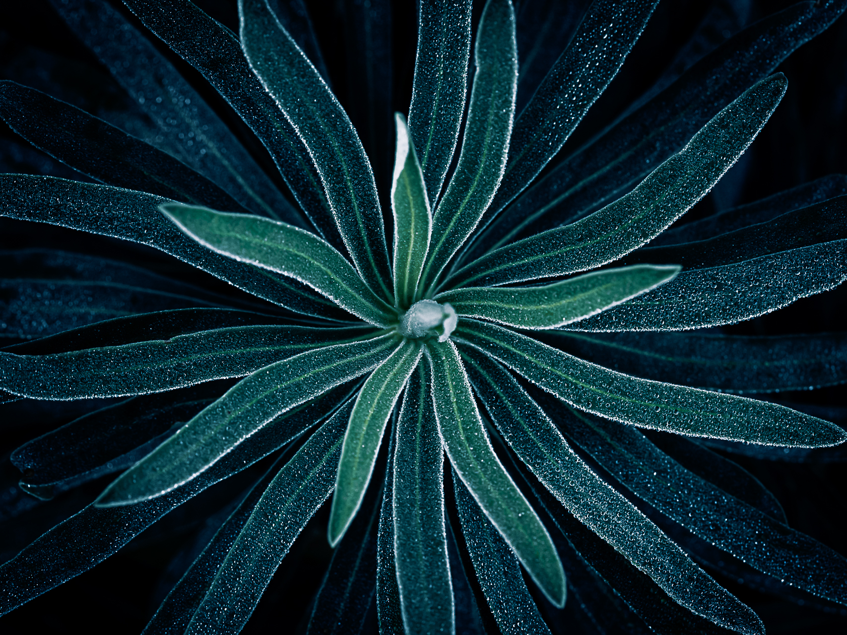 Macro photographie de nature par Sandy Berthaud